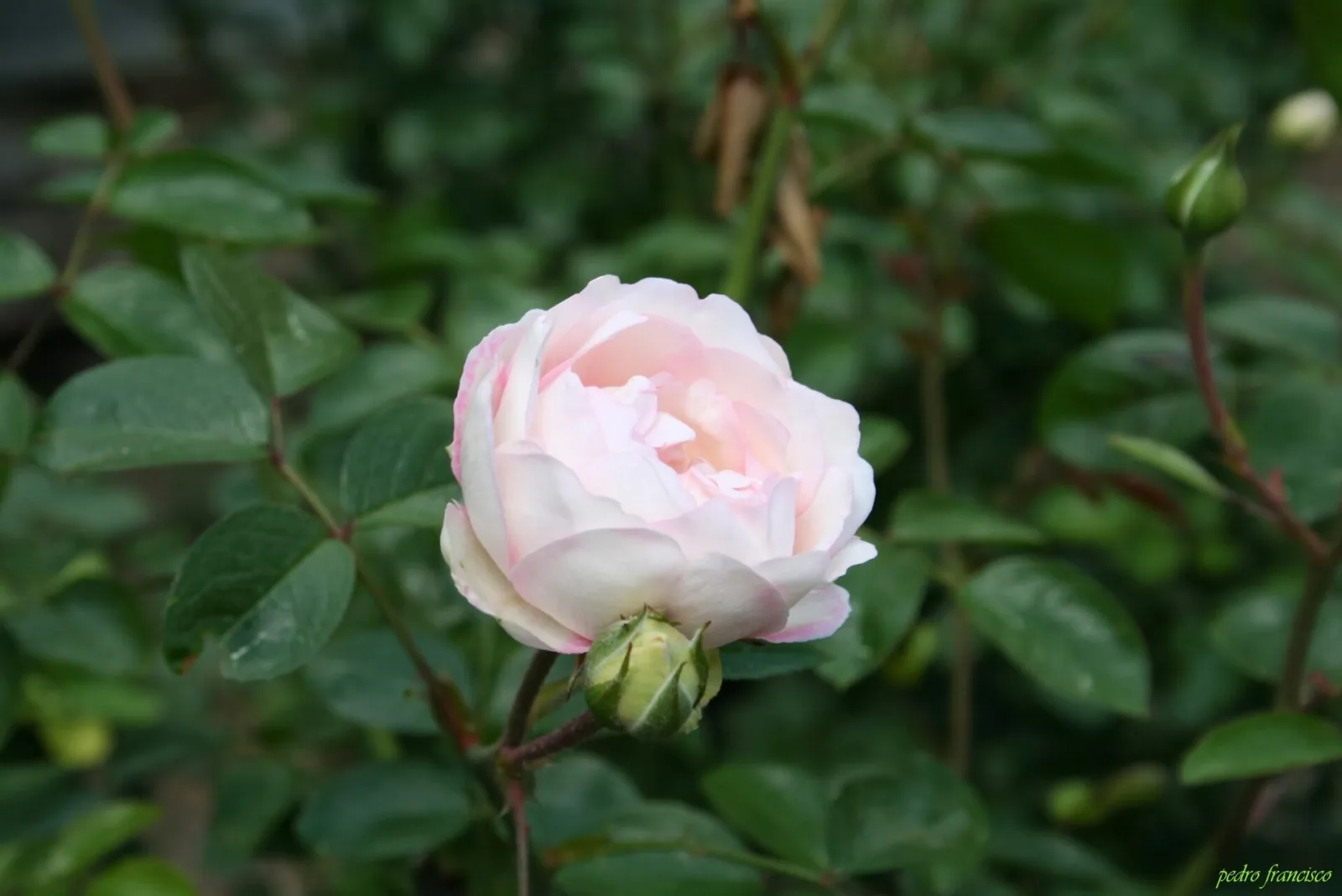 Rose weiss Samen