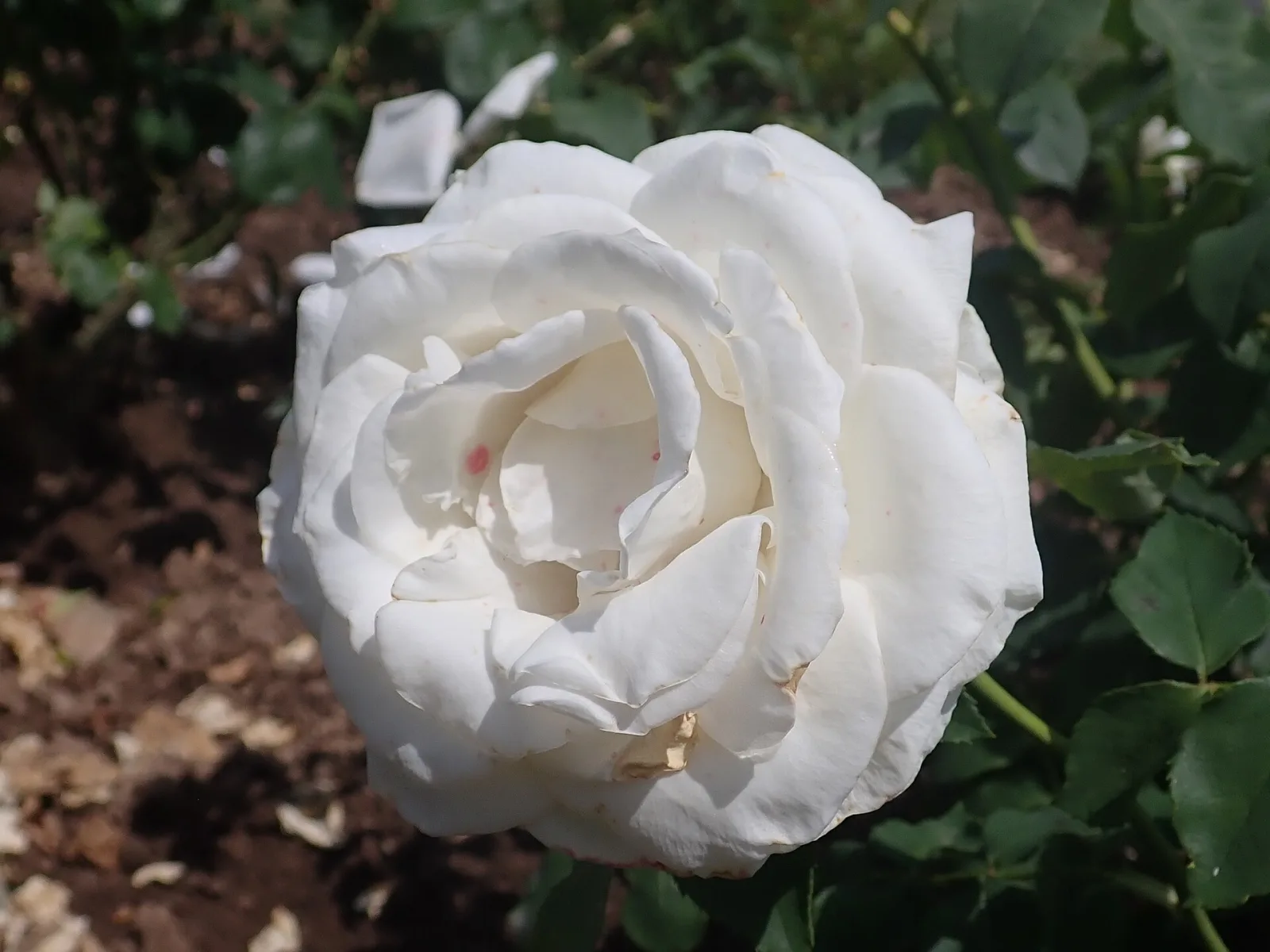 Rose Tineke