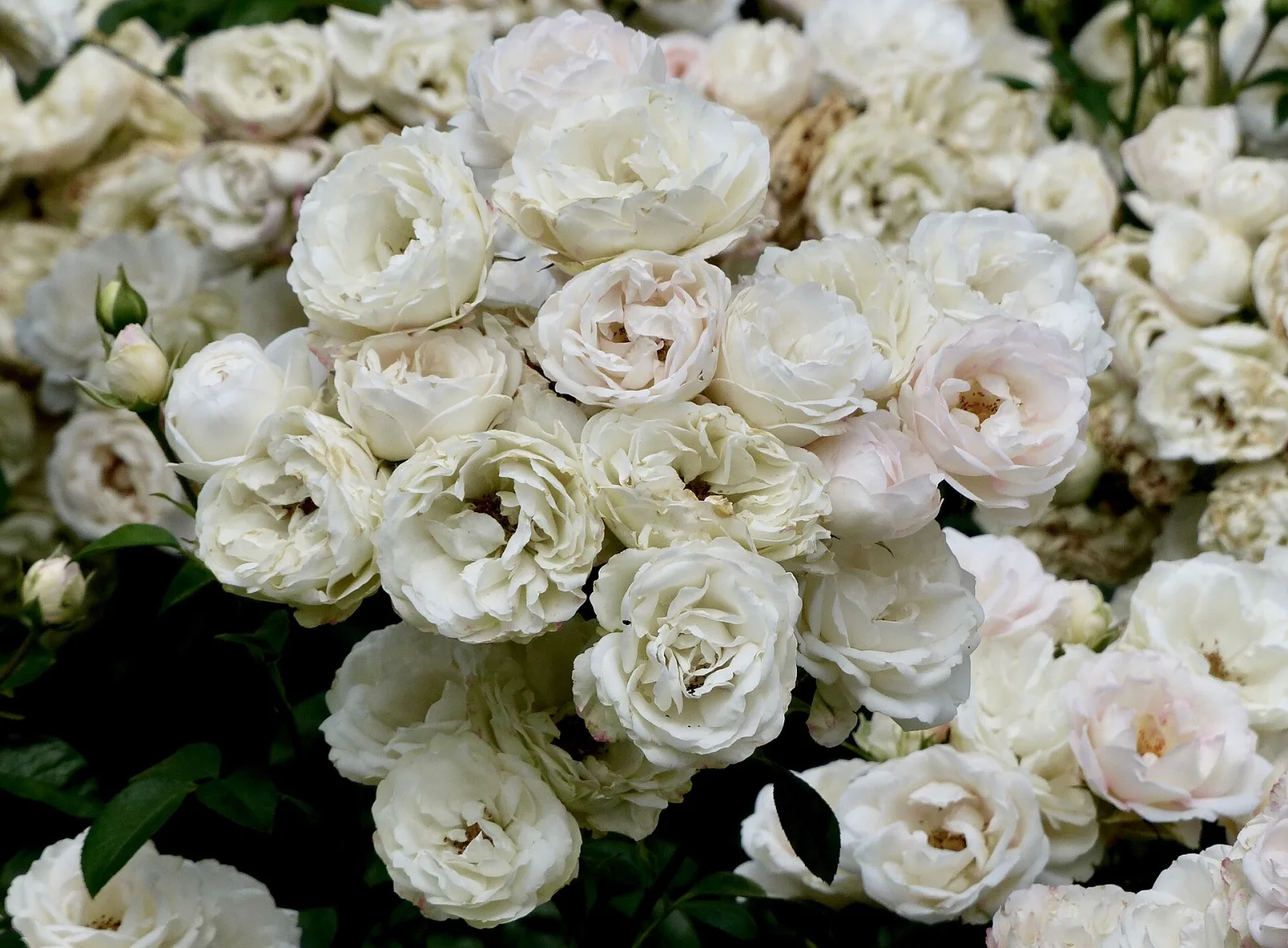 Rose weiss