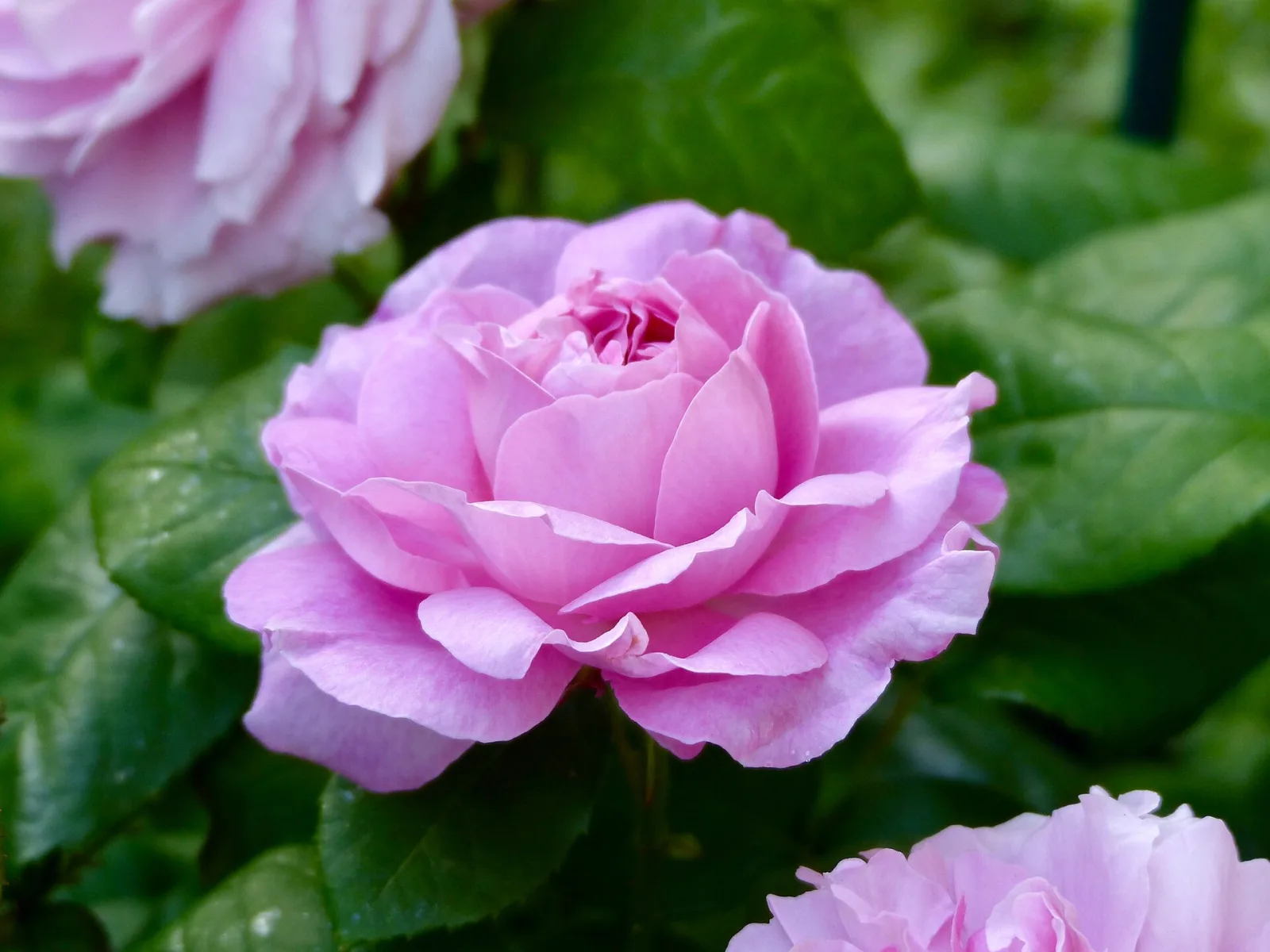 Rose rosa