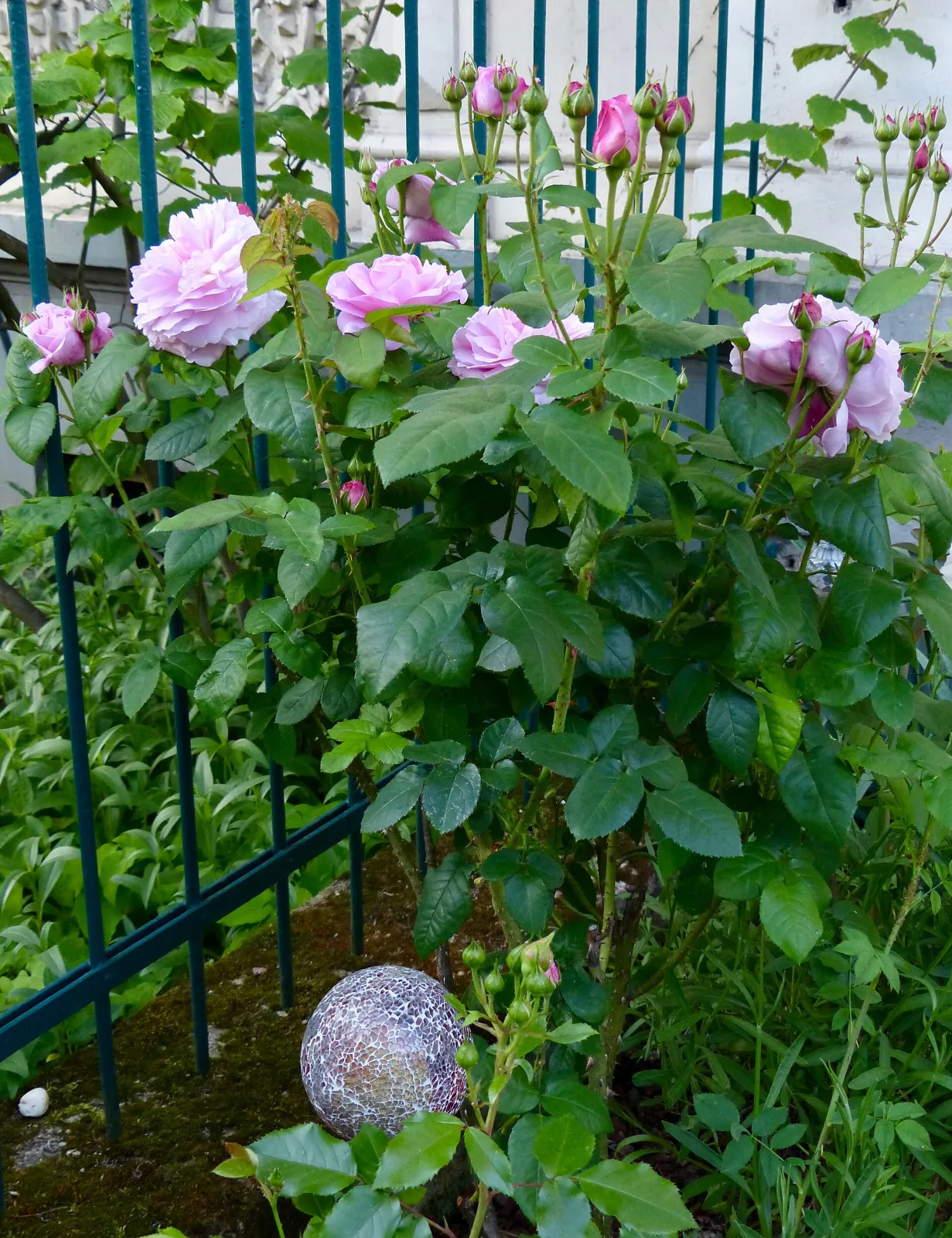 Rose rosa