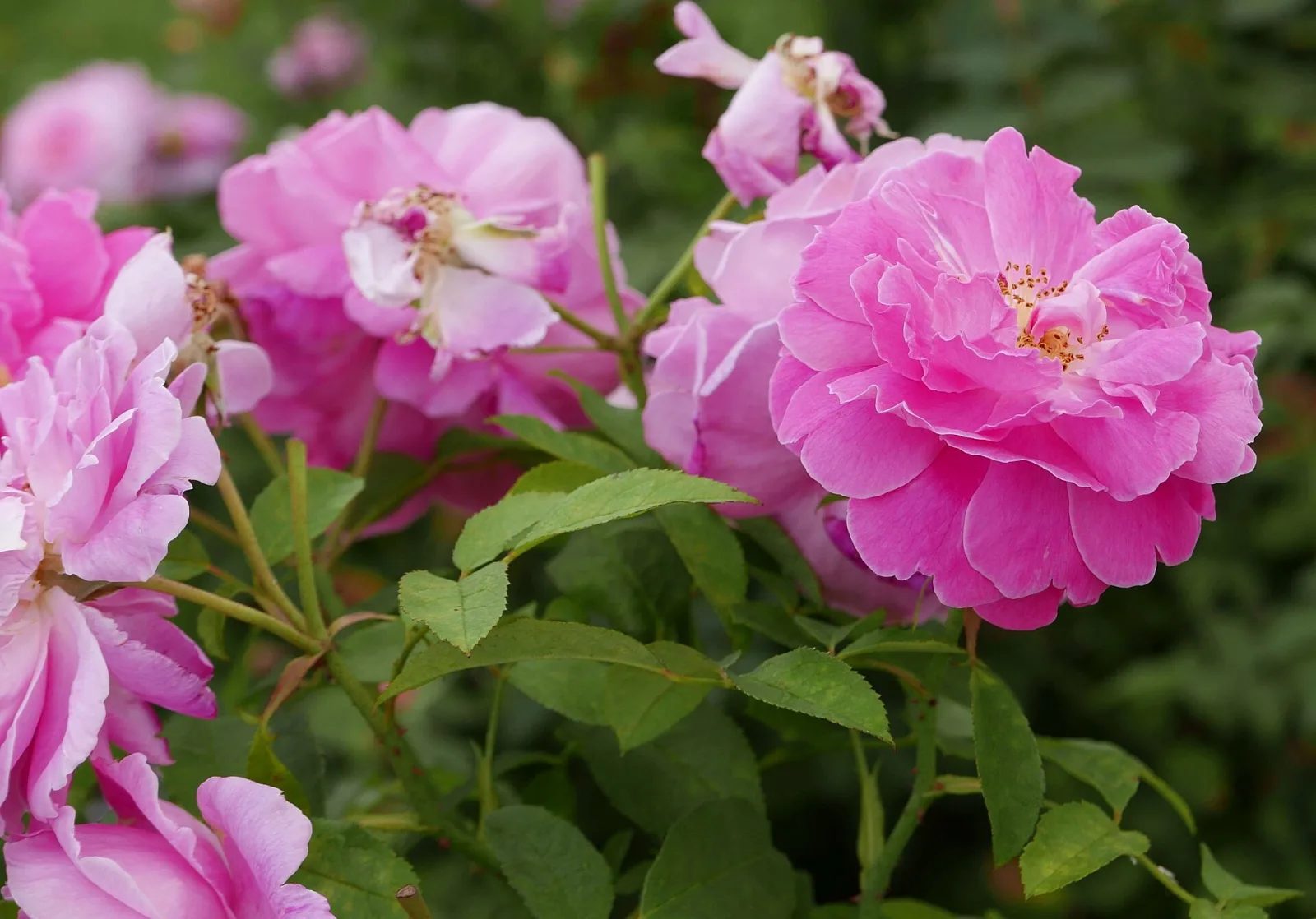 Rose rosa