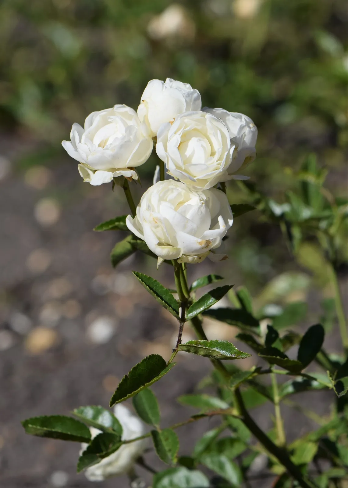Rose weiss