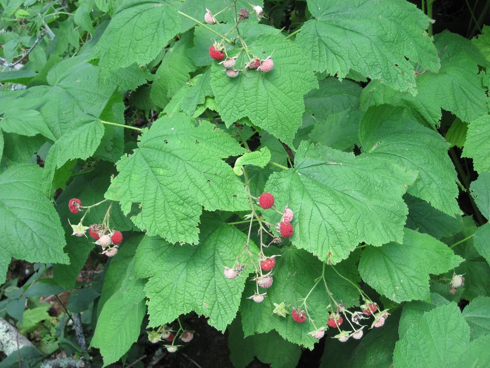 Rubus parviflorus