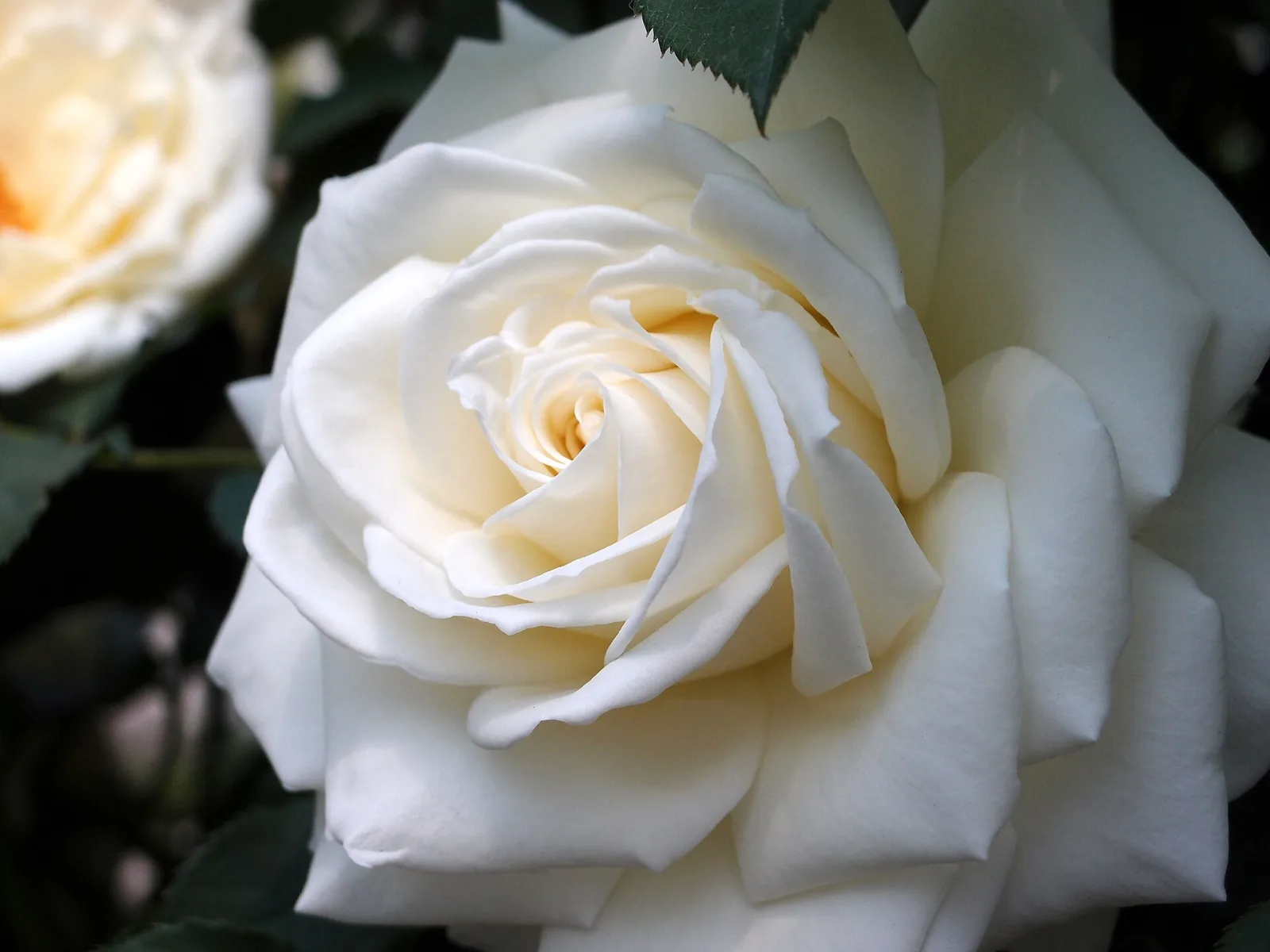 Rose Tineke