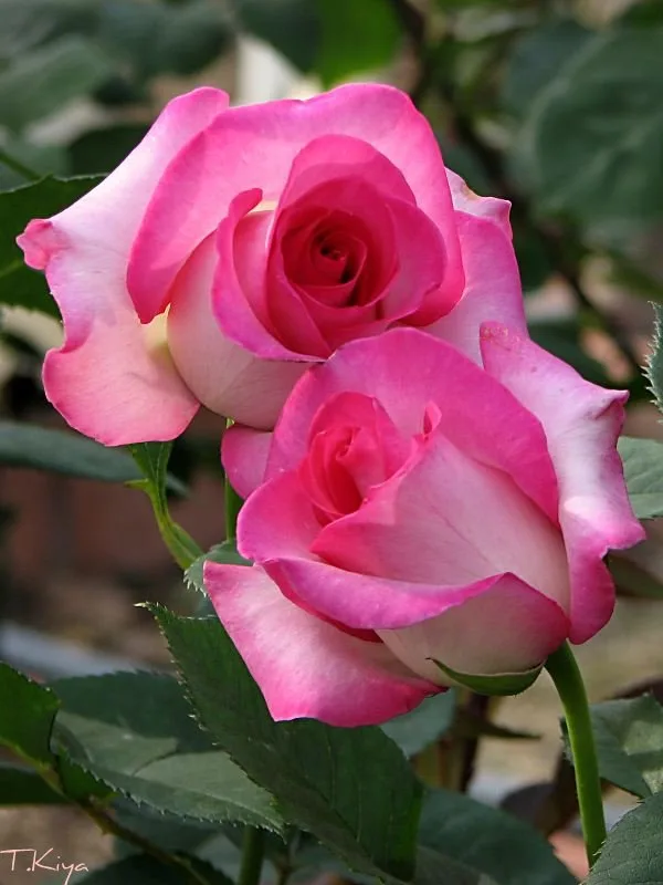 Rose Angel