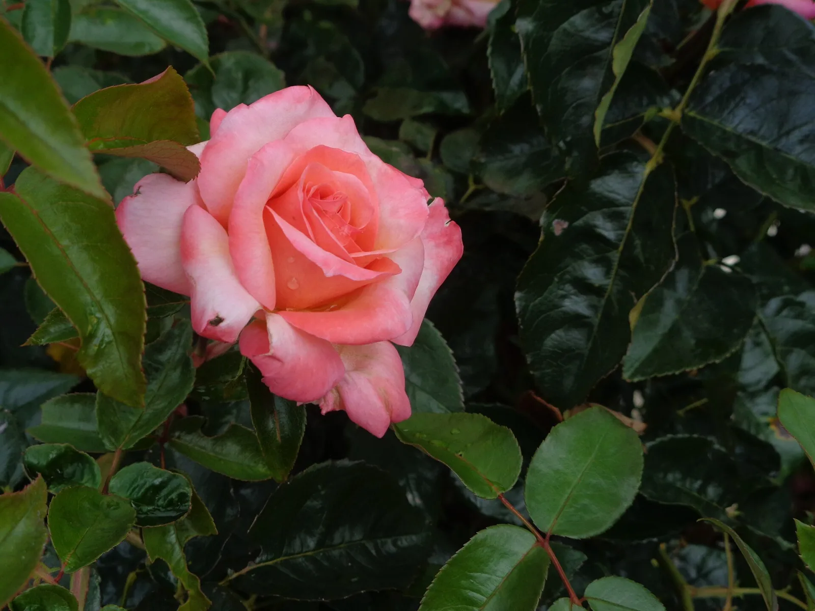 Rose France