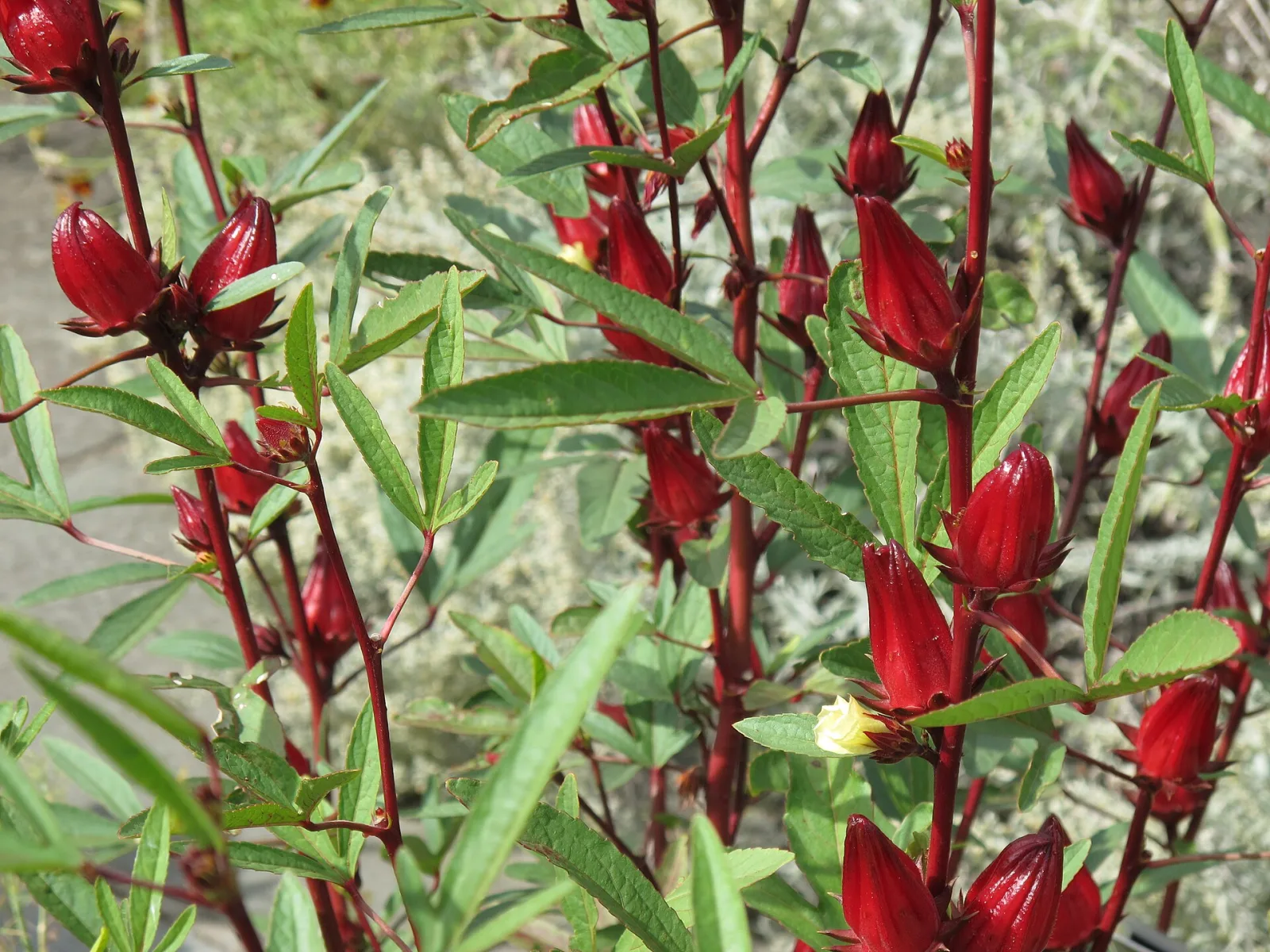 Hibiscus sabdariffa