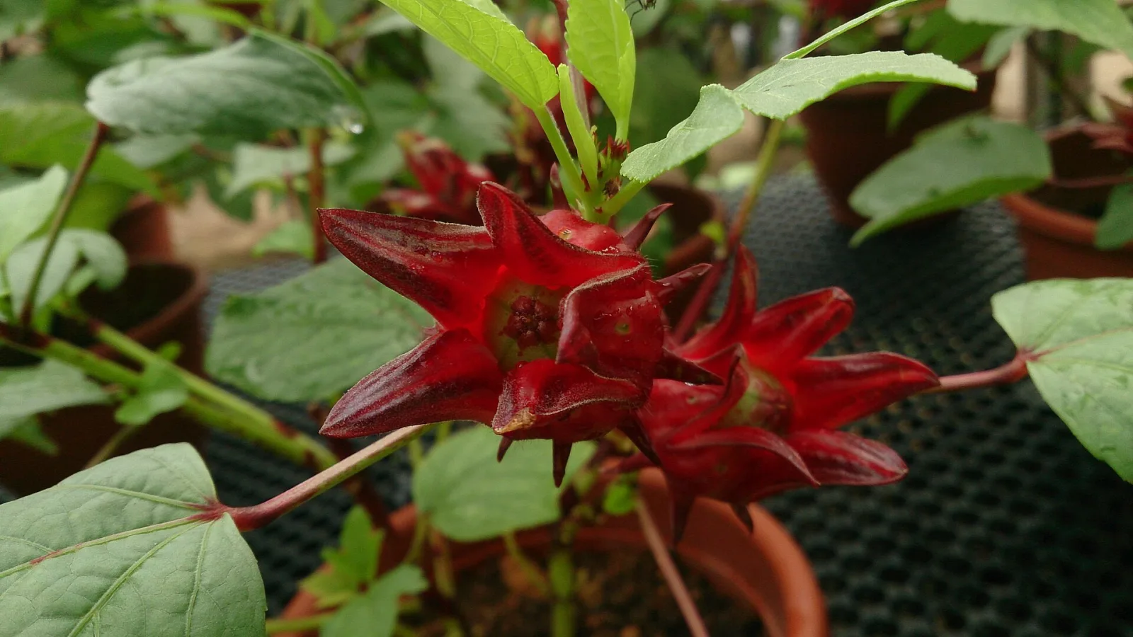 Hibiscus sabdariffa