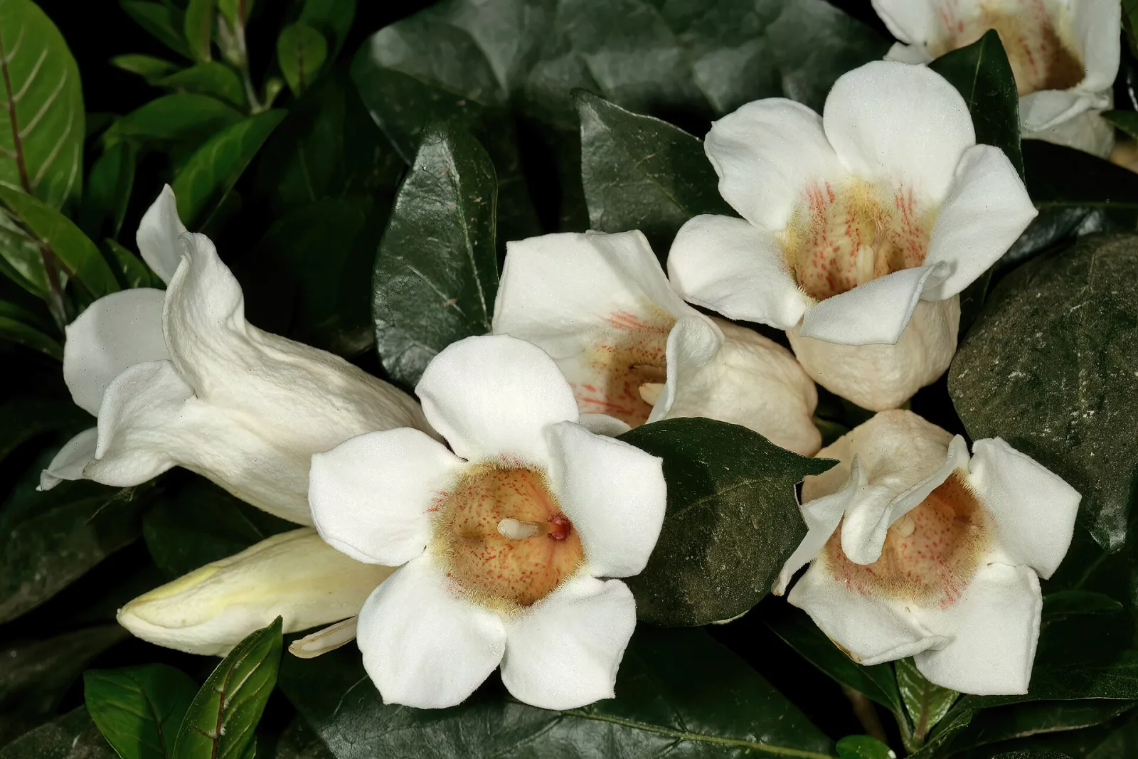 Rothmannia globosa