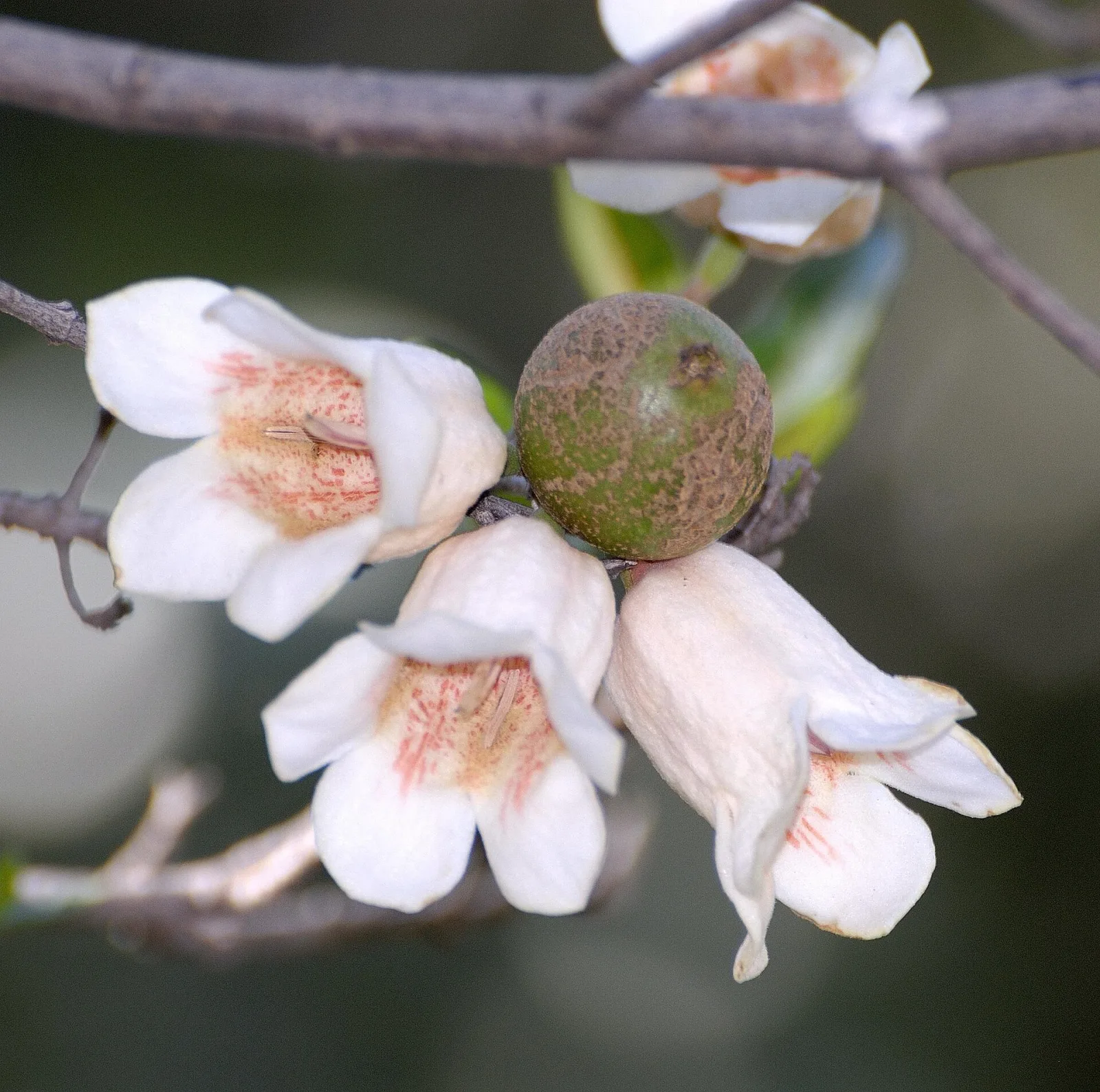 Rothmannia globosa
