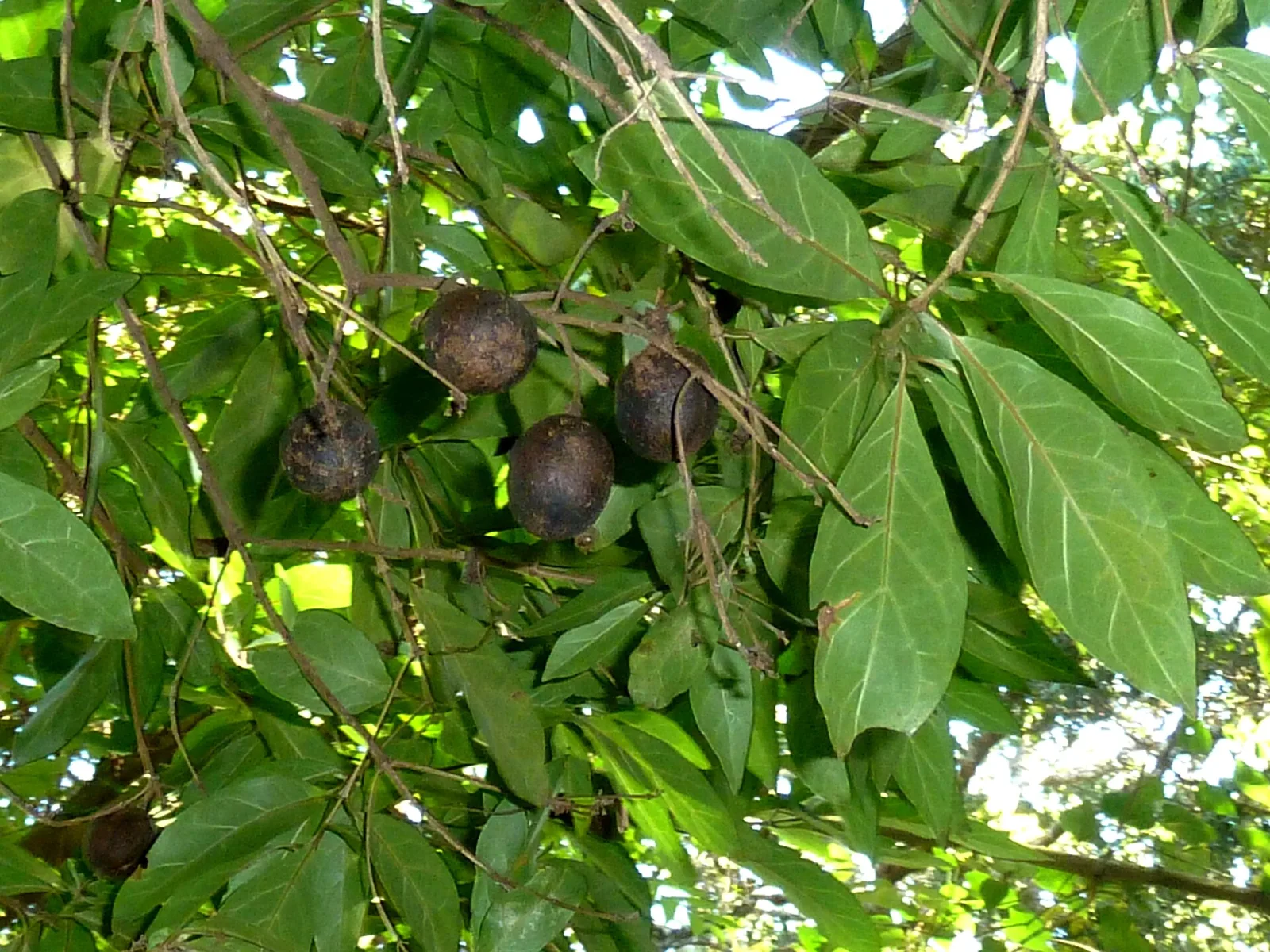 Rothmannia globosa