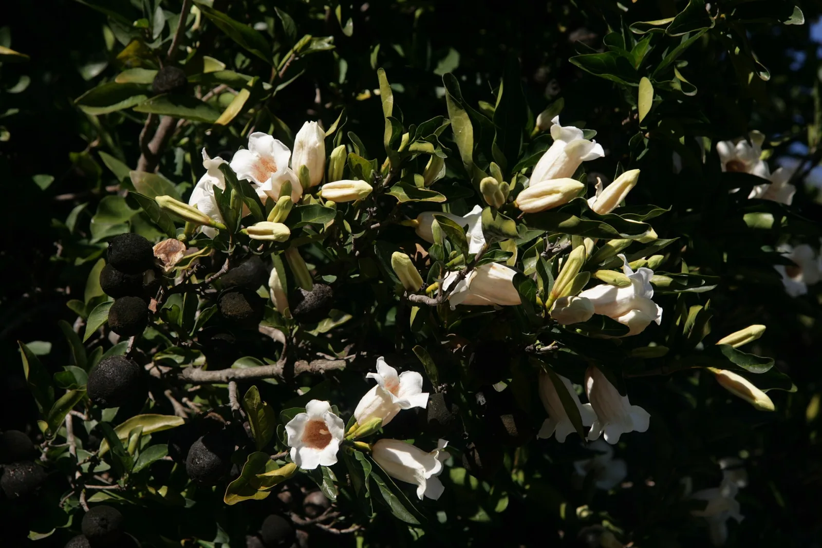 Rothmannia globosa