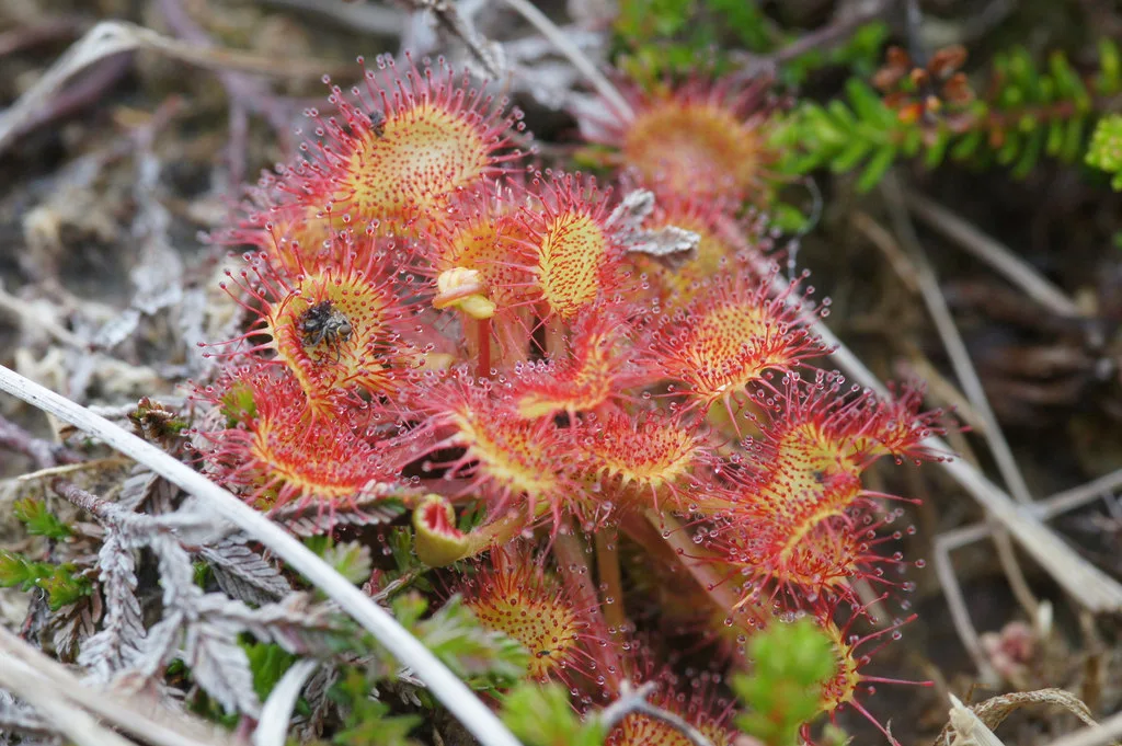 Drosera rotundifolia