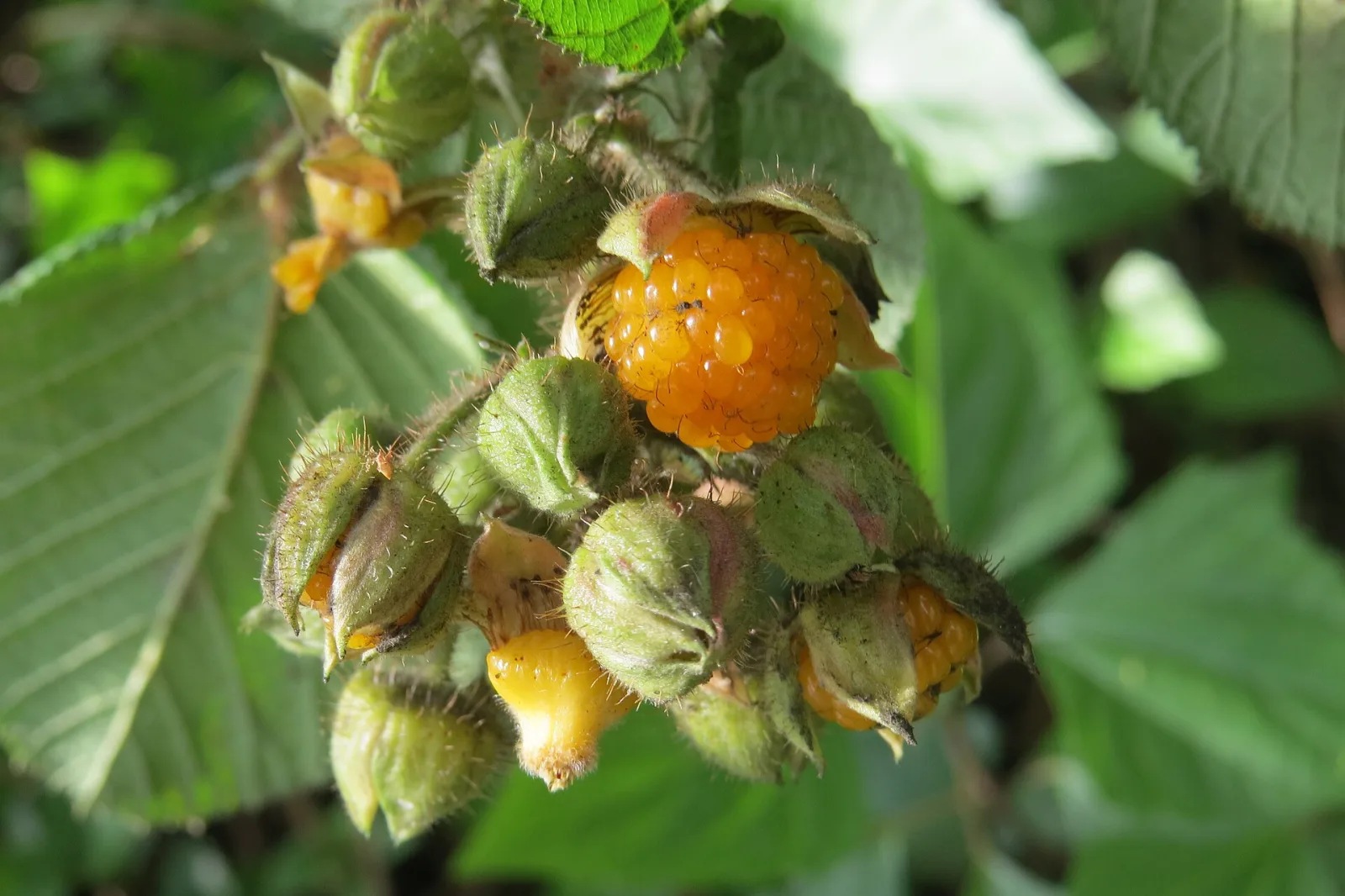 Rubus ellipticus