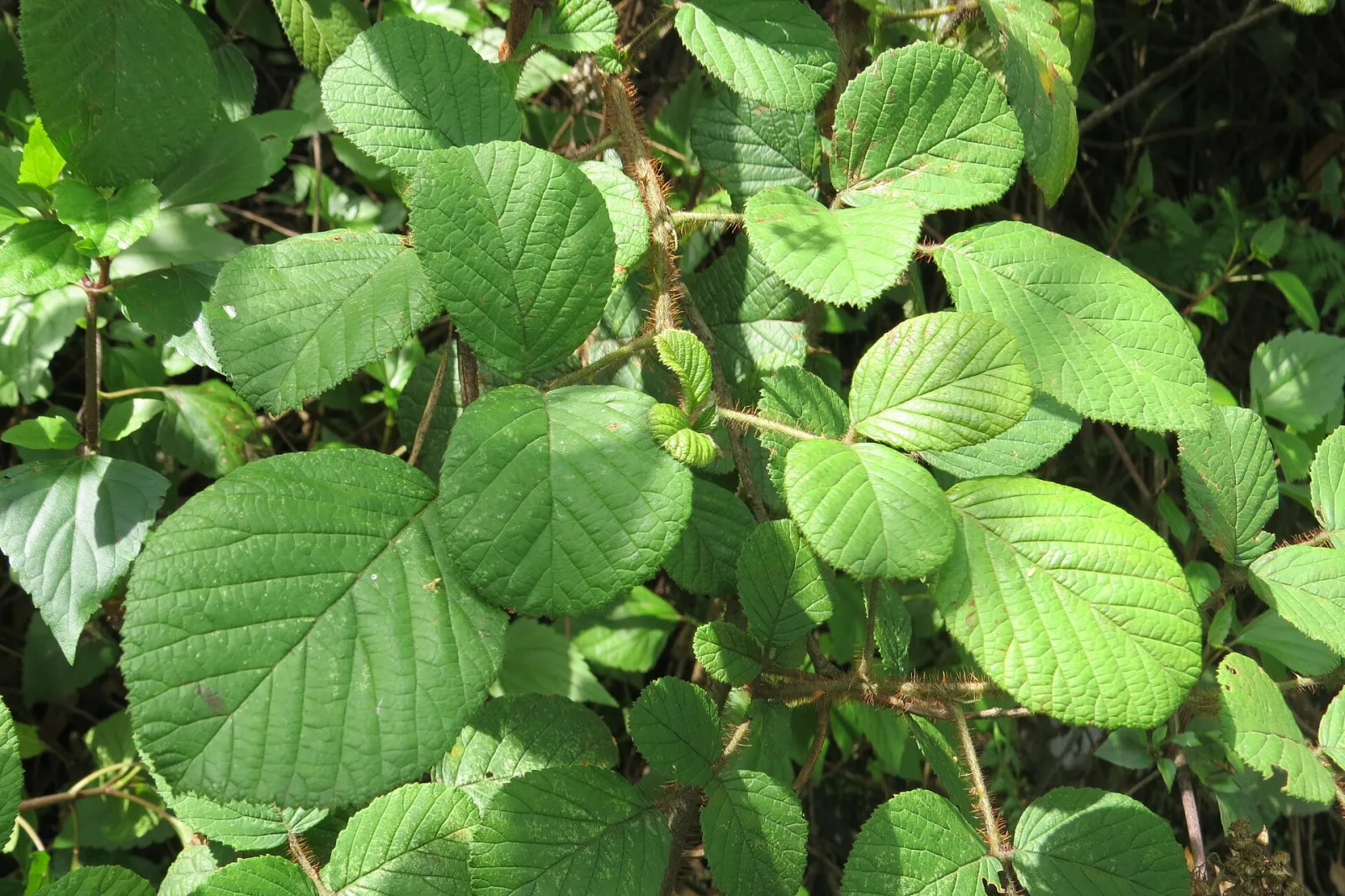 Rubus ellipticus
