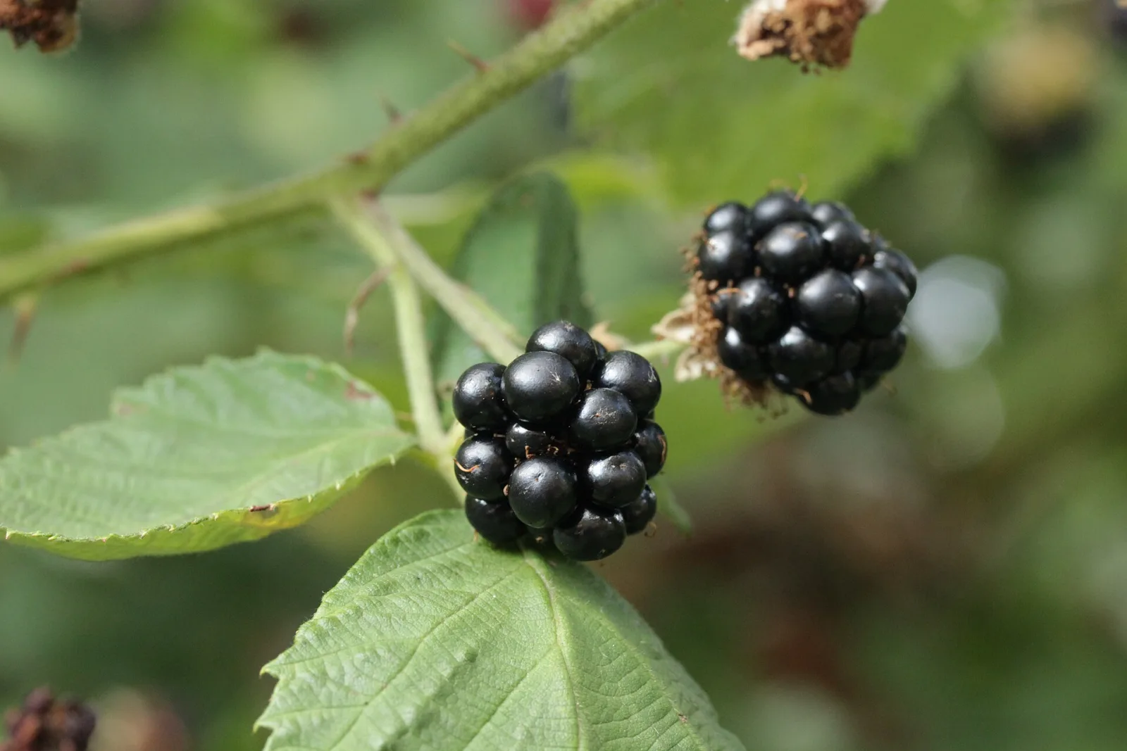 Rubus fruticosus