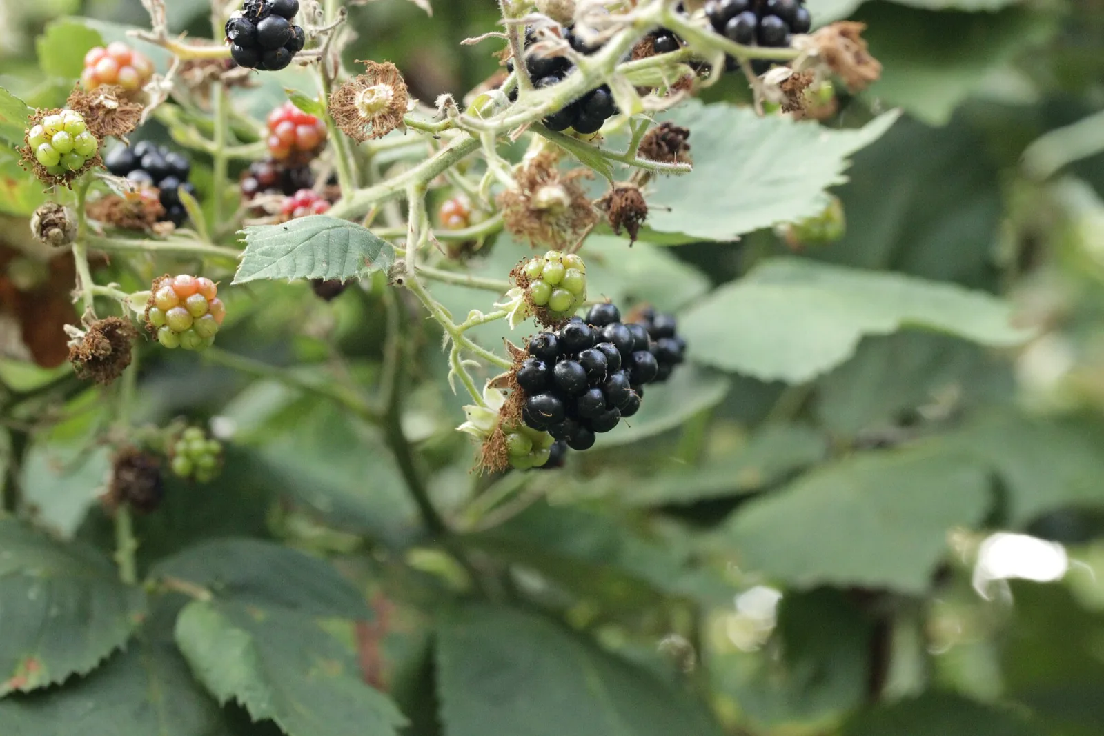 Rubus fruticosus