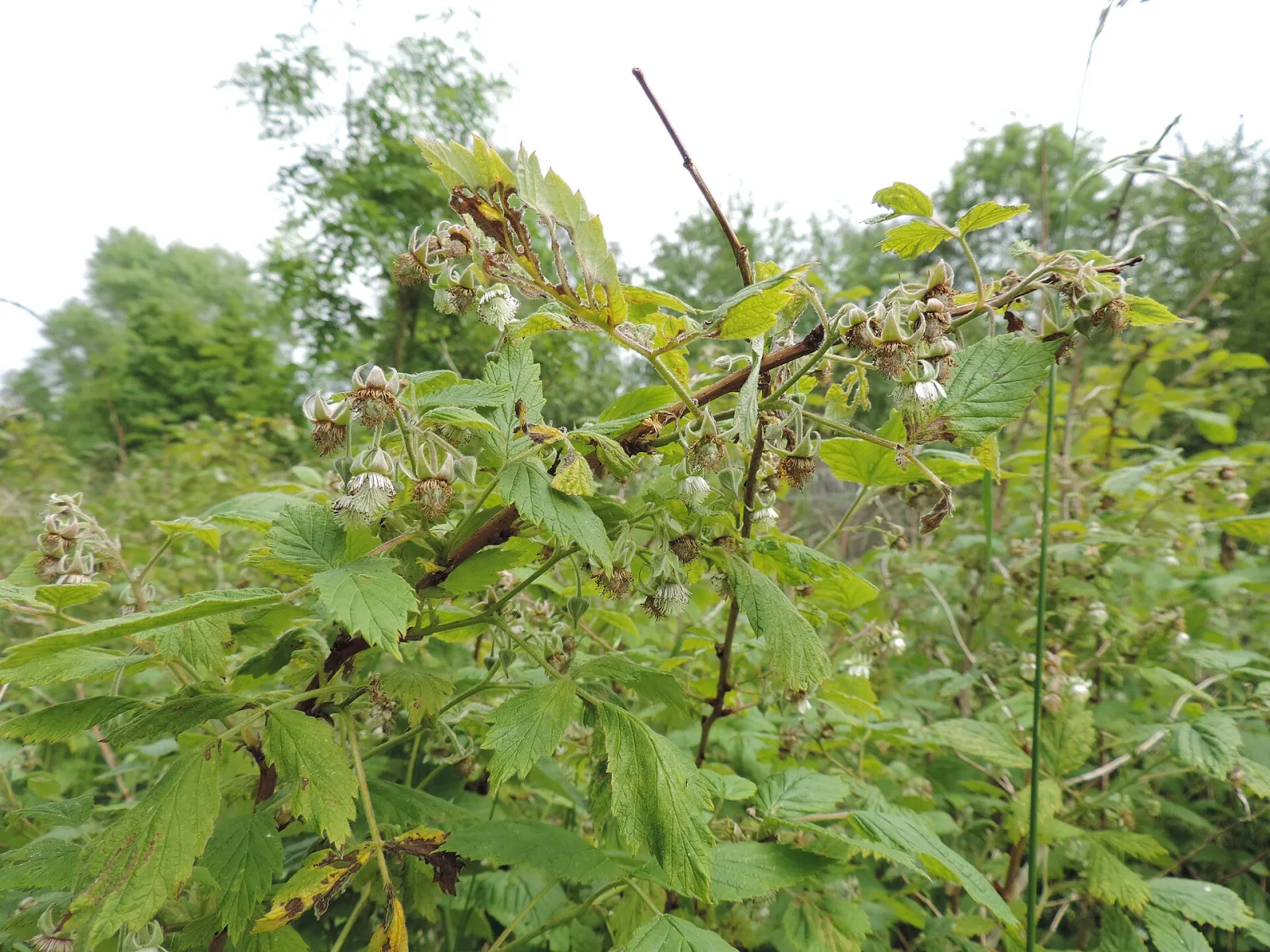 Rubus idaeus