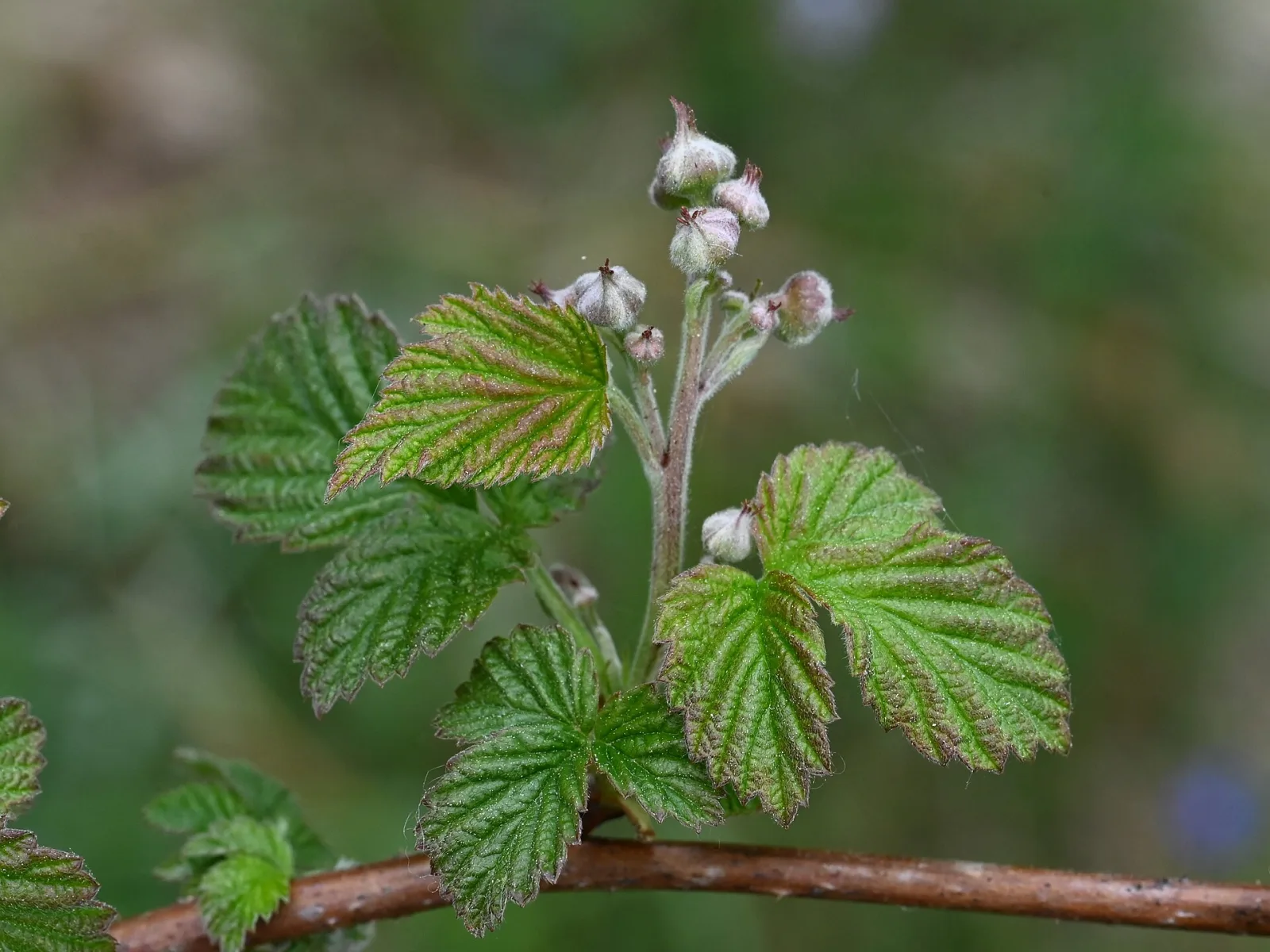 Rubus idaeus