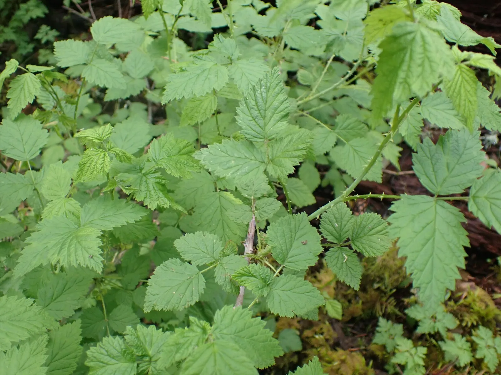 Rubus leucodermis