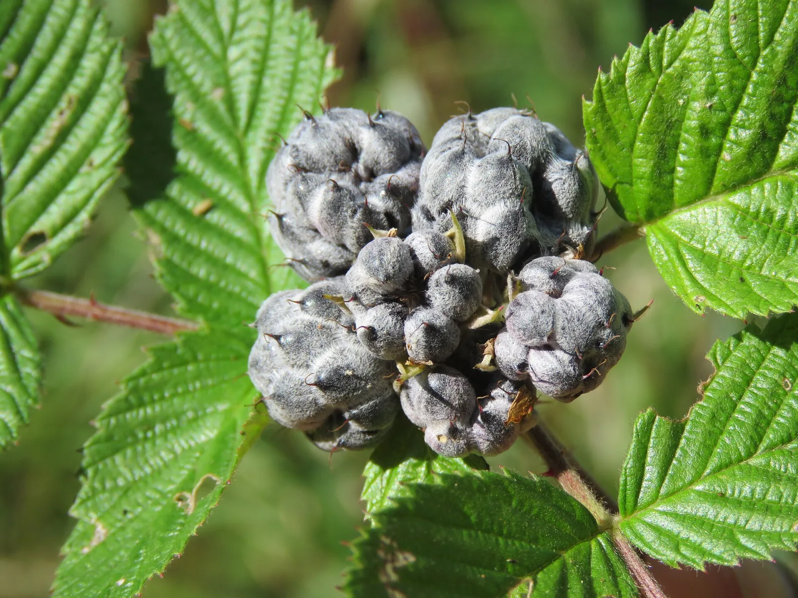Rubus niveus