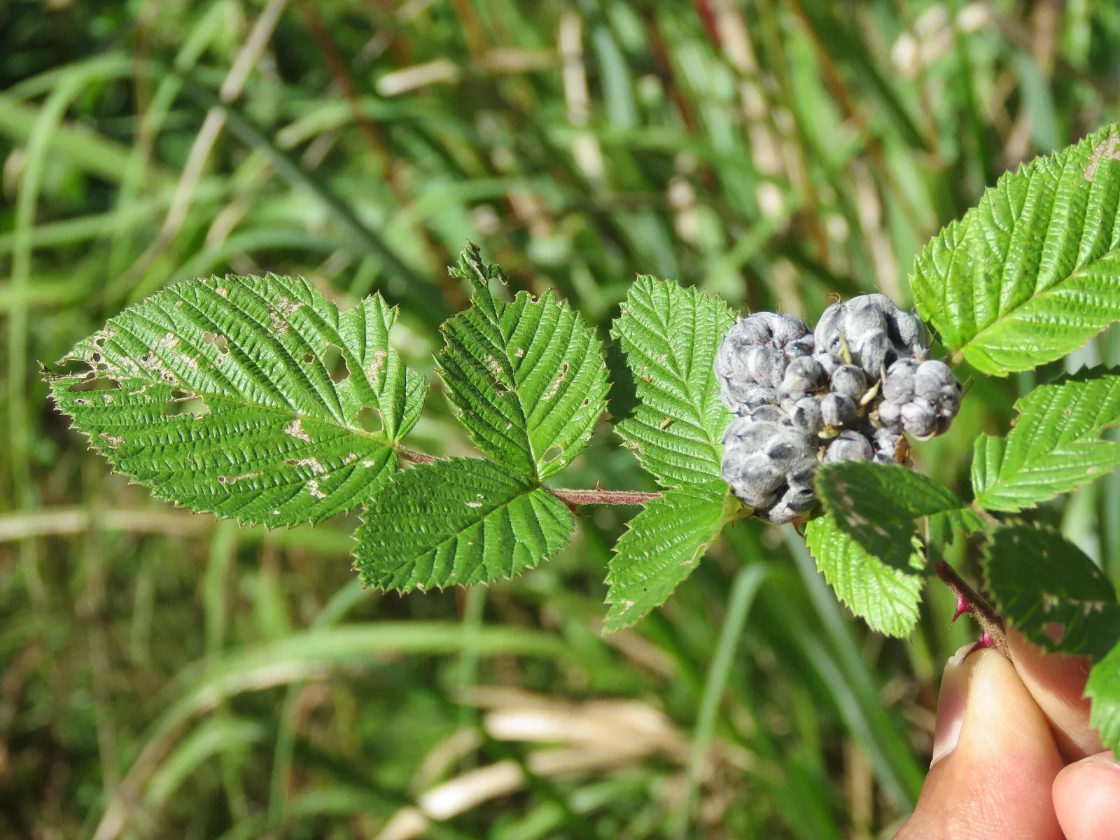 Rubus niveus