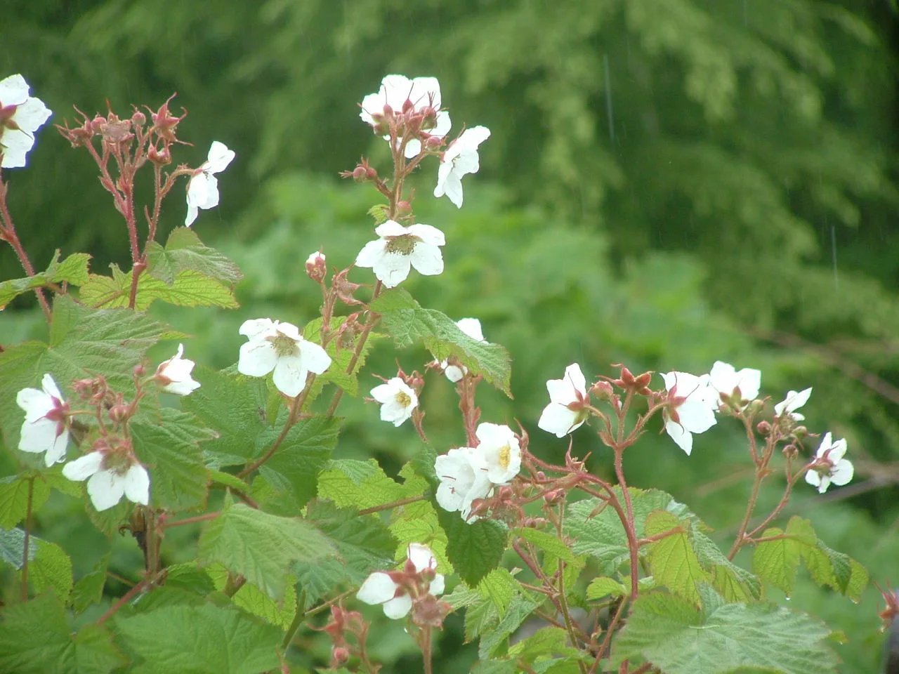 Rubus parviflorus