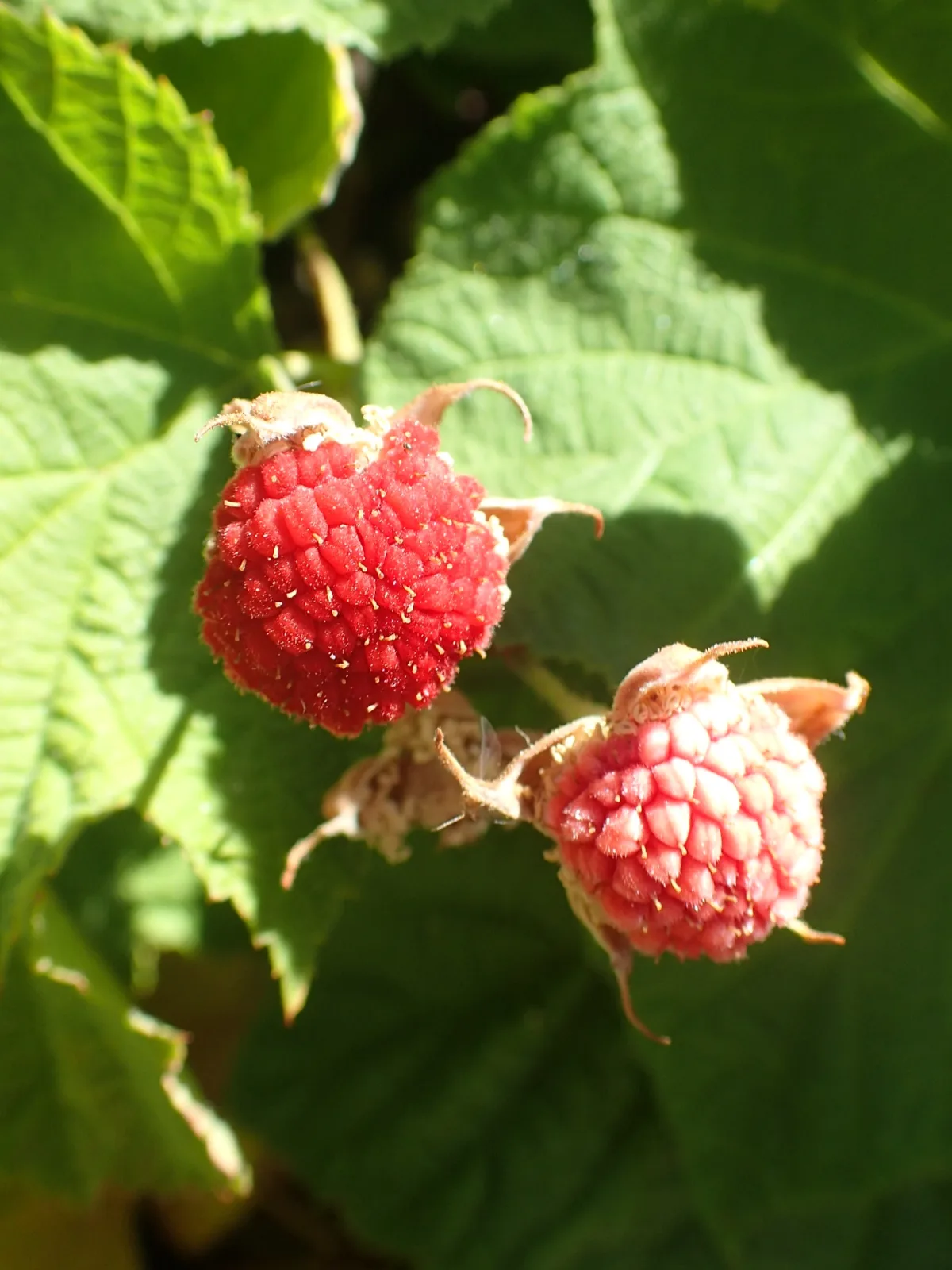 Rubus parviflorus