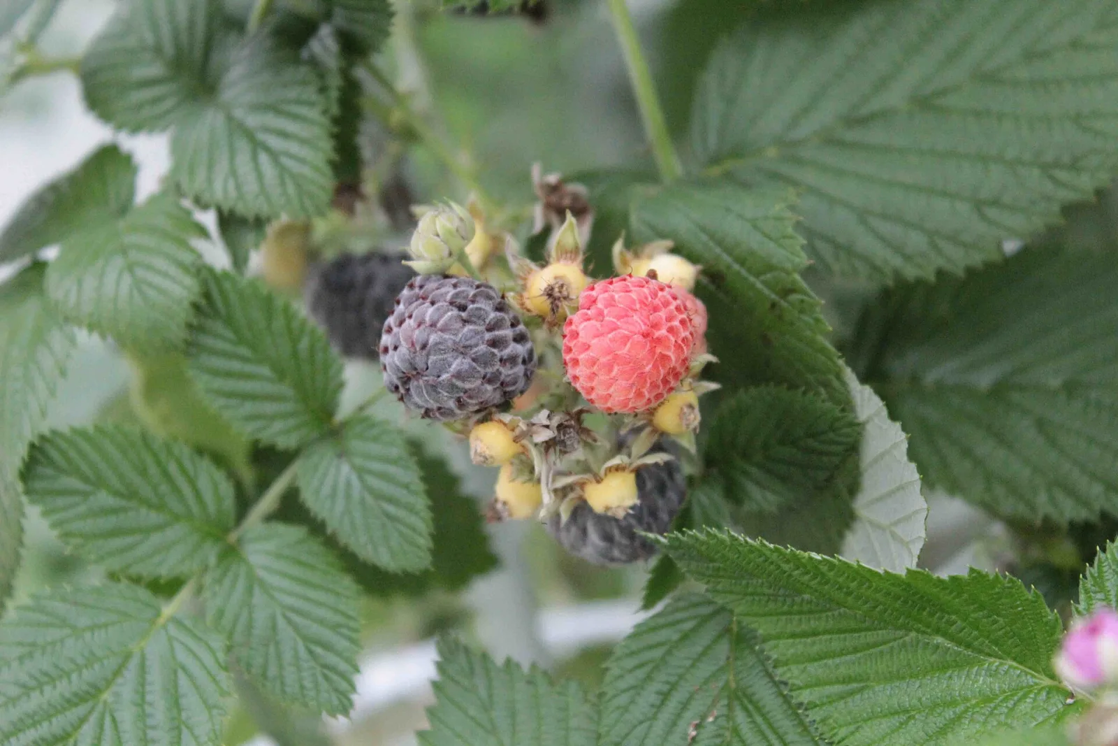 Rubus leucodermis