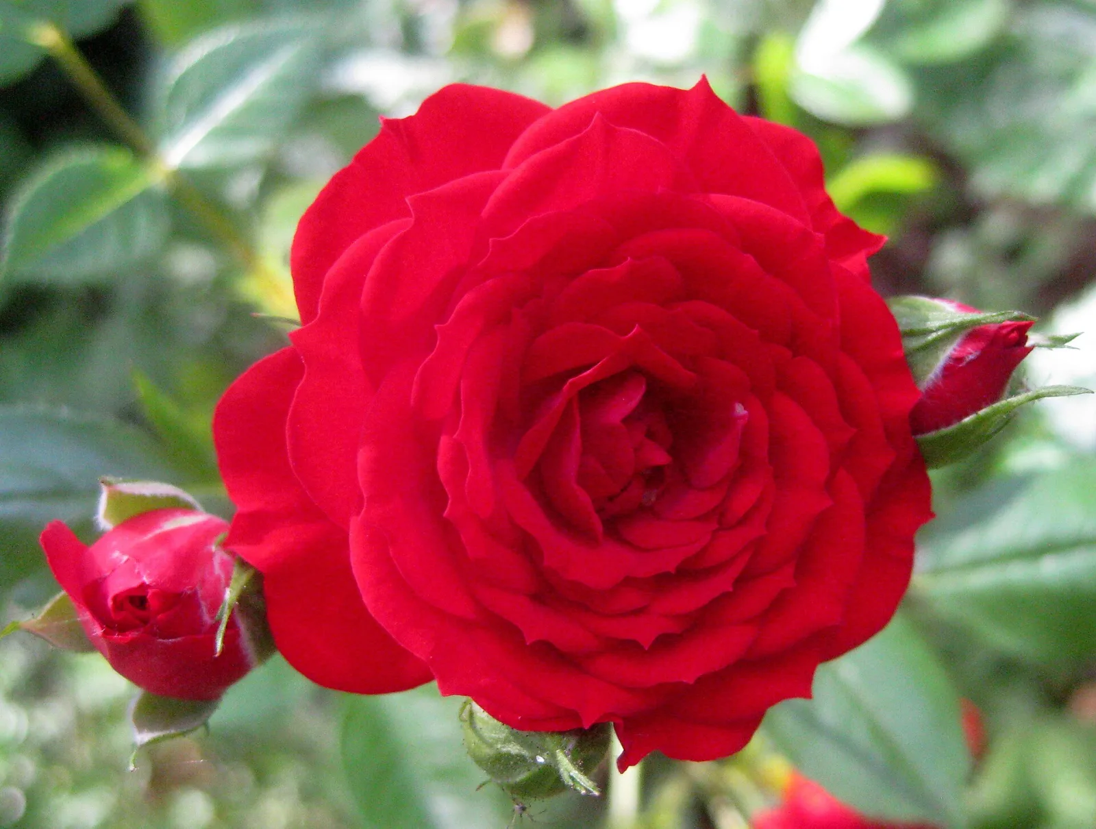 Rose rot