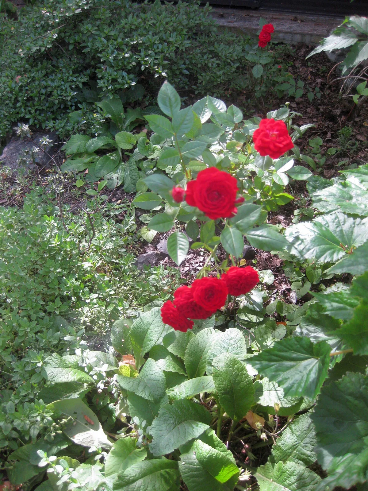 Rose rot