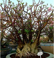 Adenium arabicum Red Hybrids Mix