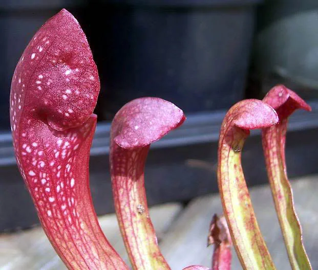 Sarracenia x areolata