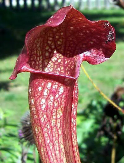 Sarracenia x areolata