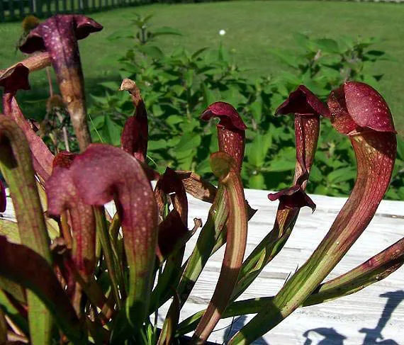 Sarracenia x areolata