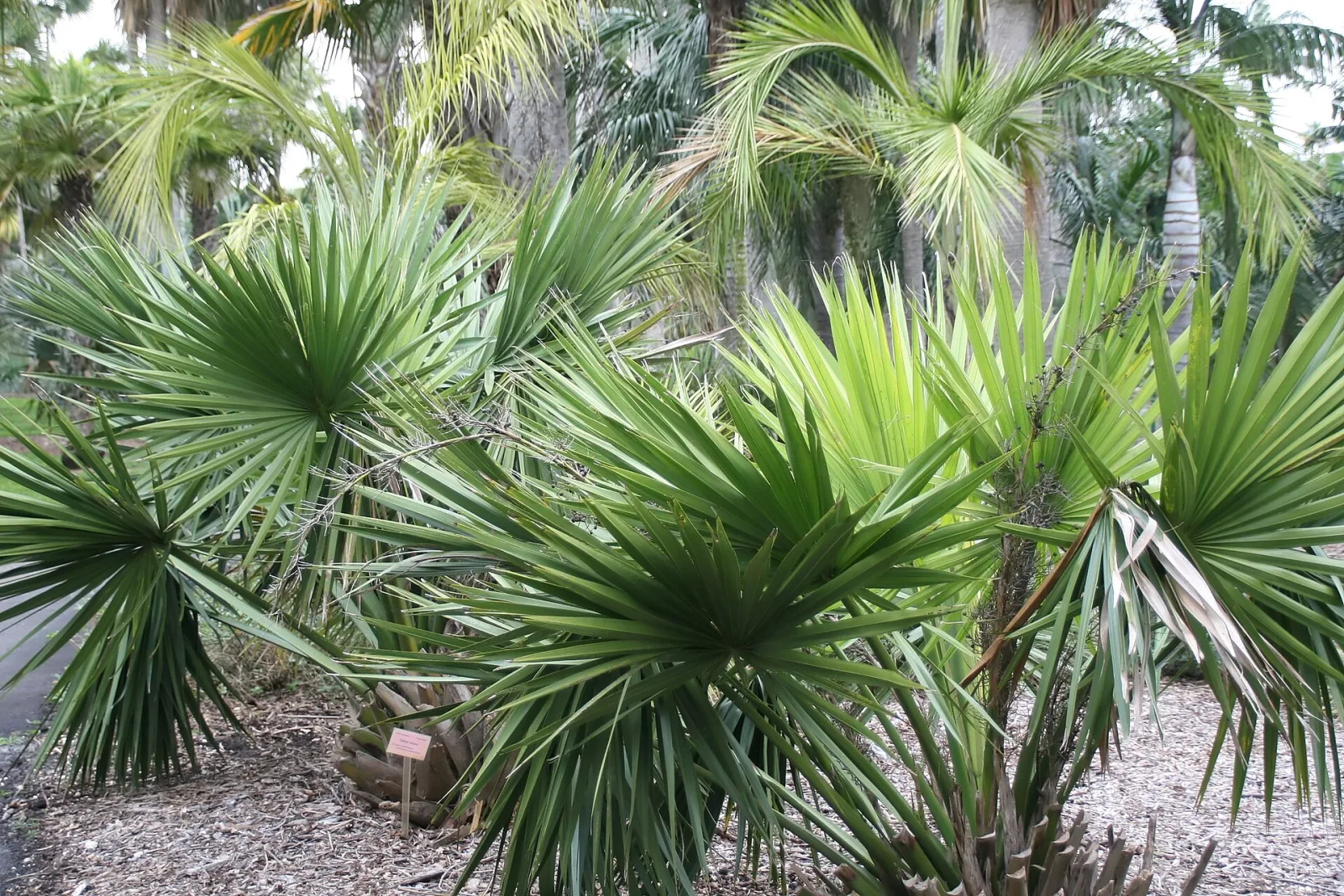 Sabal minor