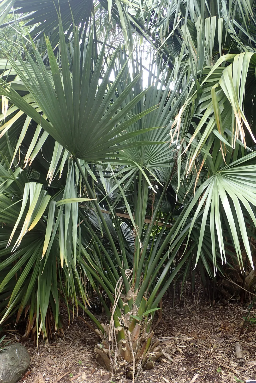 Sabal minor