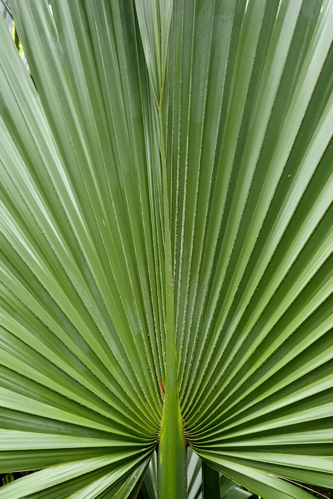 Sabal minor