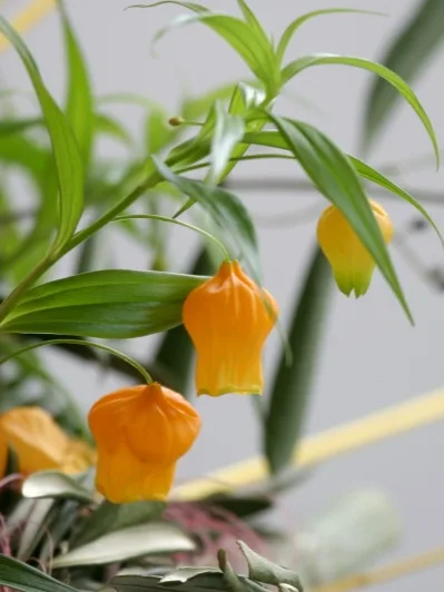 Sandersonia aurantiaca