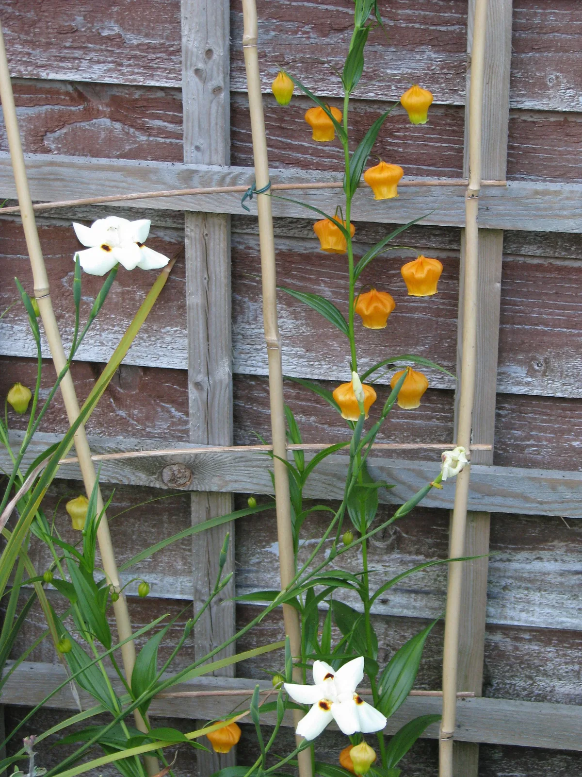Sandersonia aurantiaca