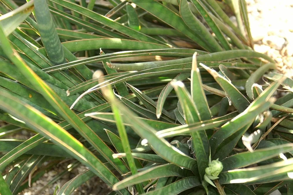 Sansevieria aethiopica