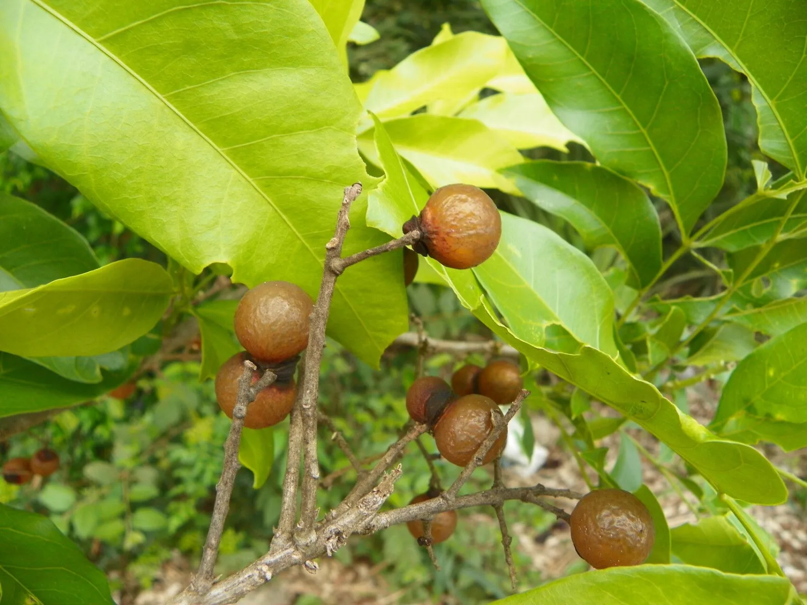 Sapindus saponaria