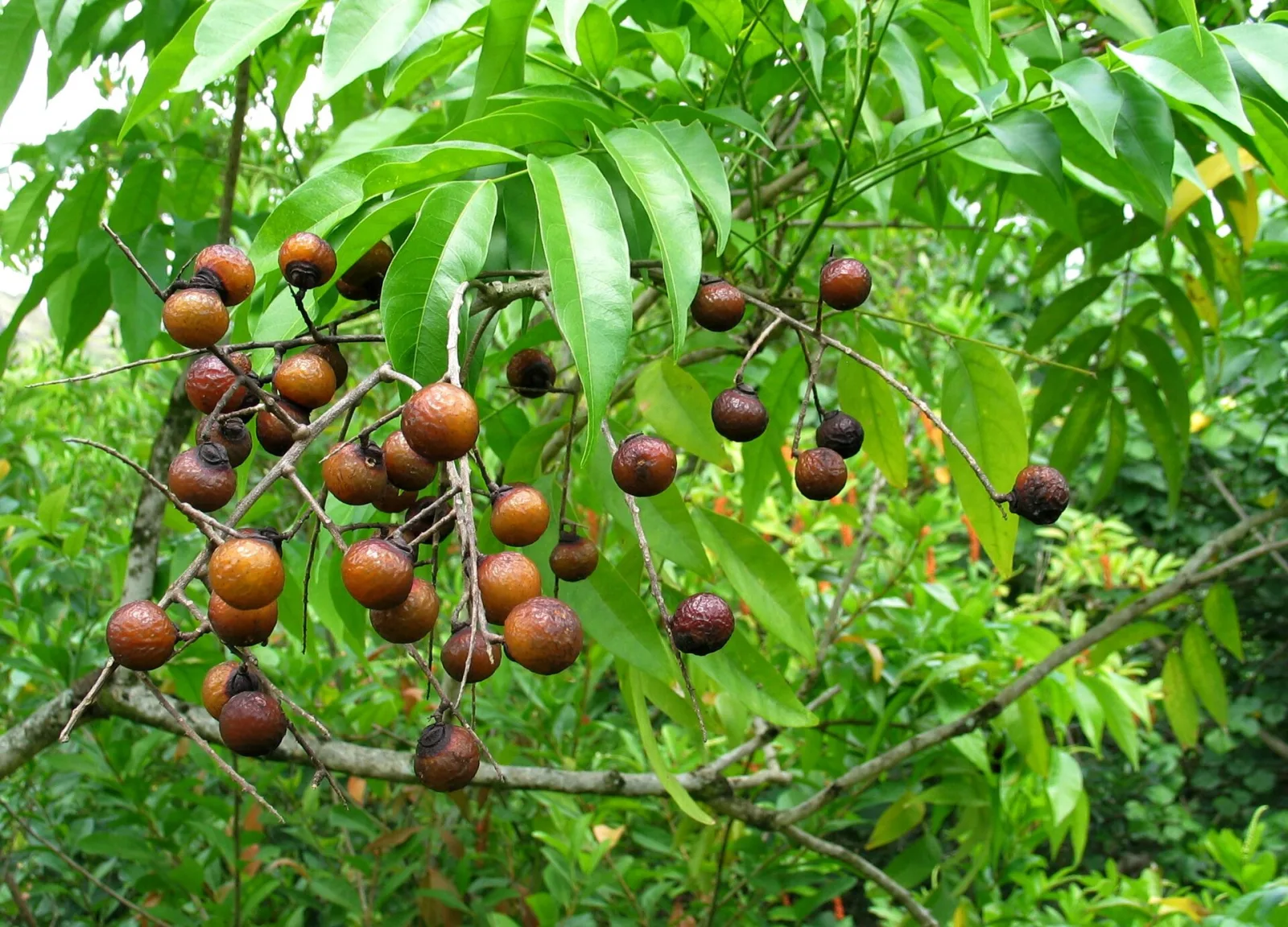 Sapindus saponaria