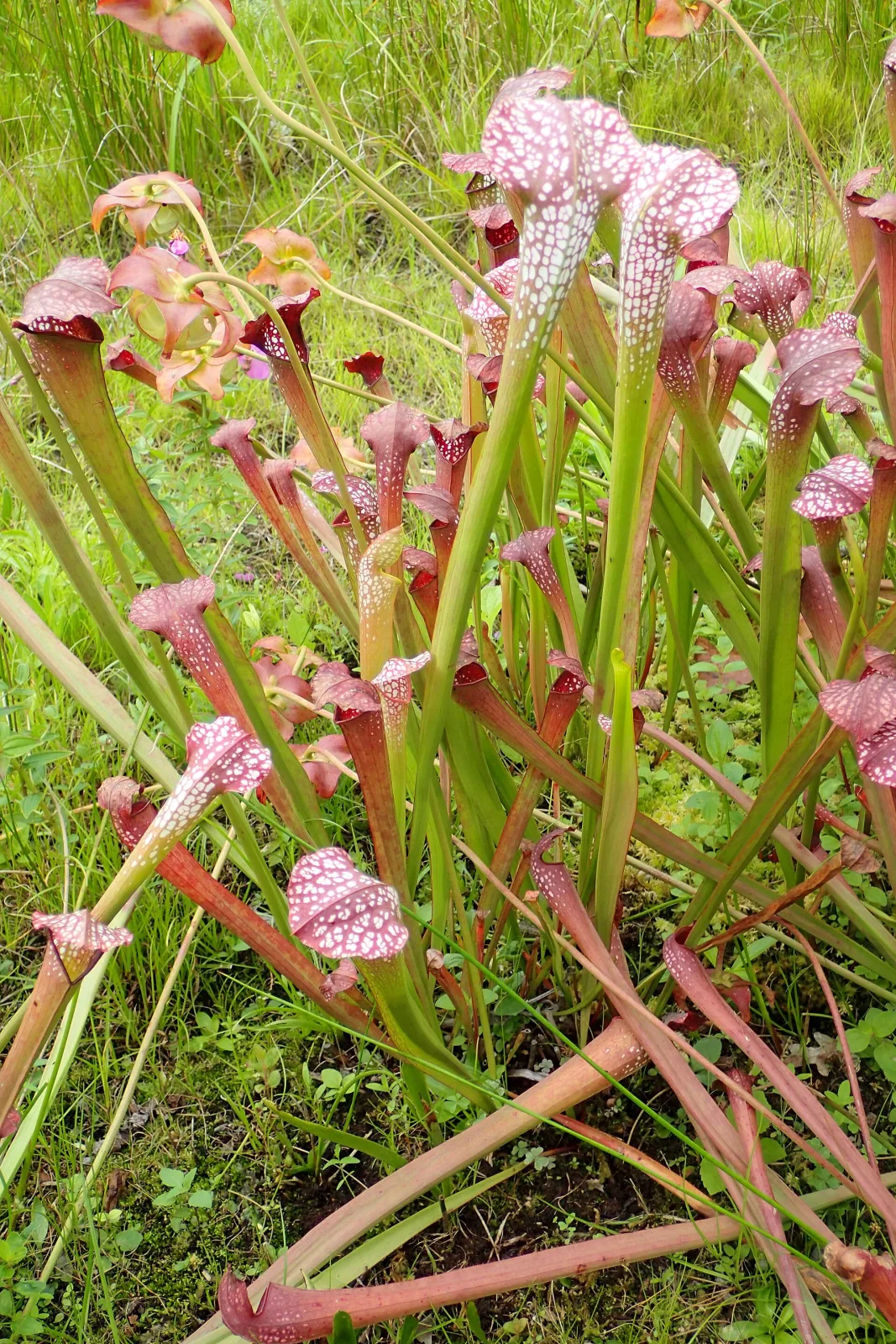Sarracenia excellens