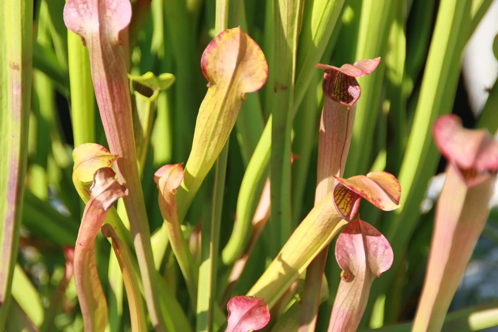 Sarracenia alata