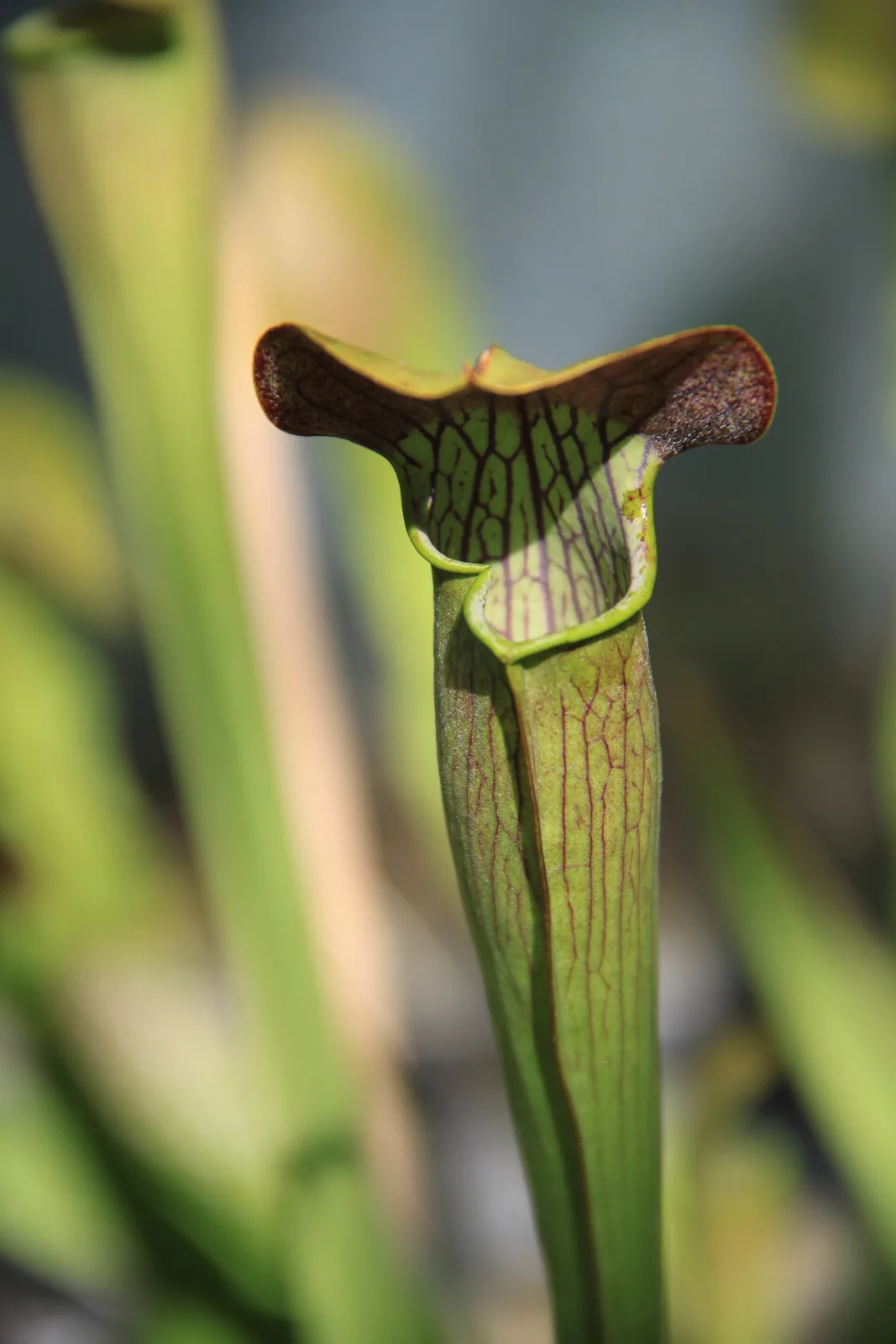 Sarracenia alata