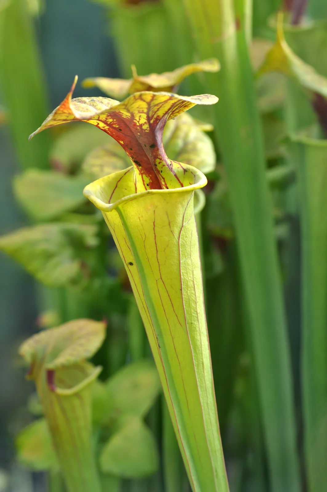 Sarracenia flava var flava