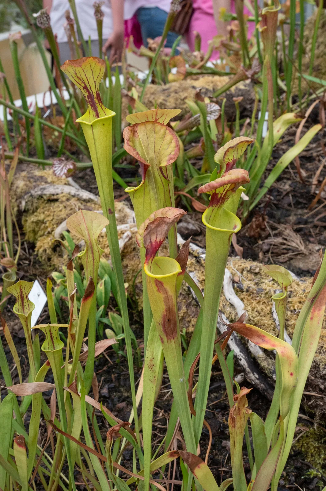 Sarracenia flava var flava