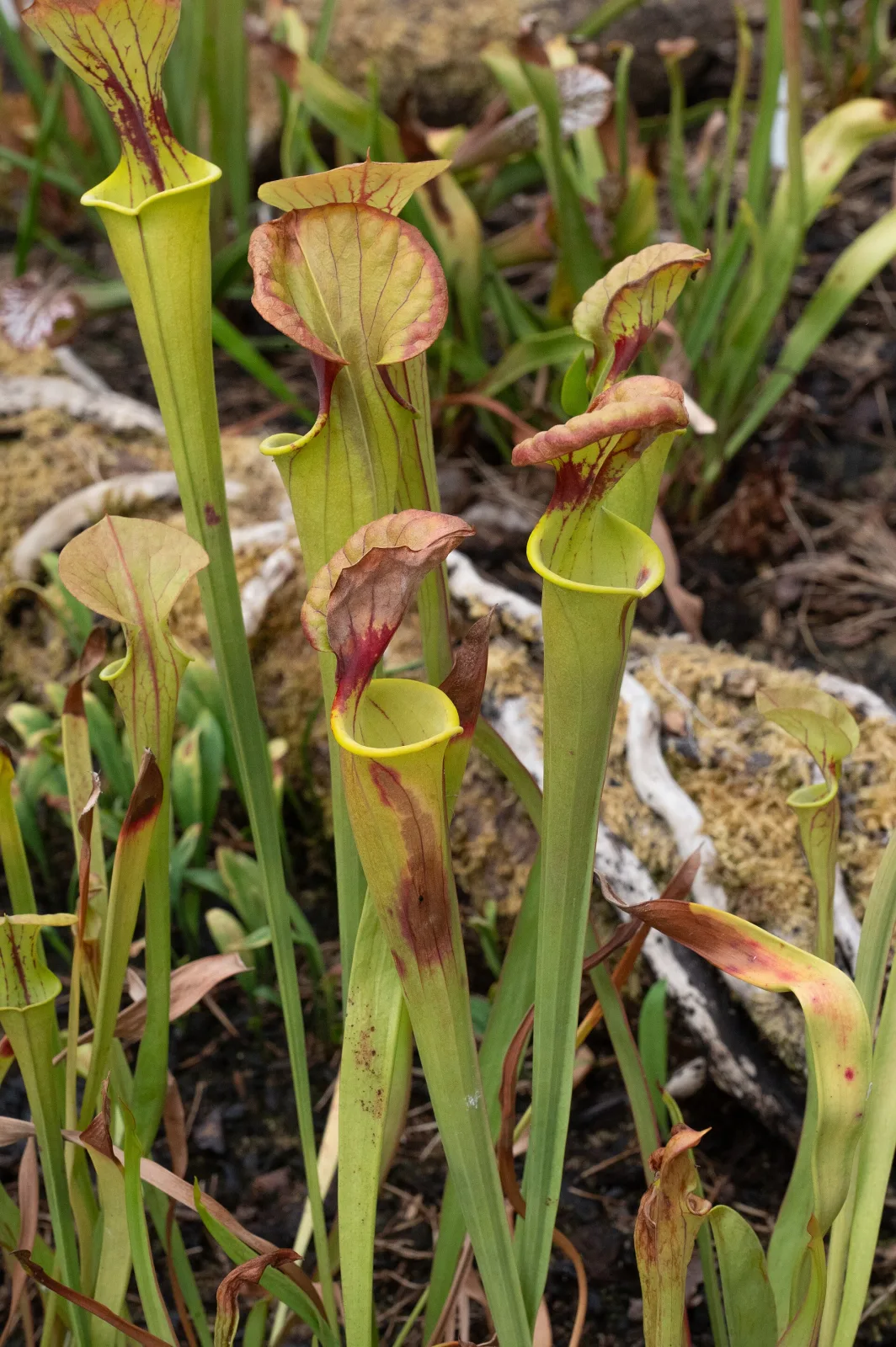 Sarracenia flava var. cuprea